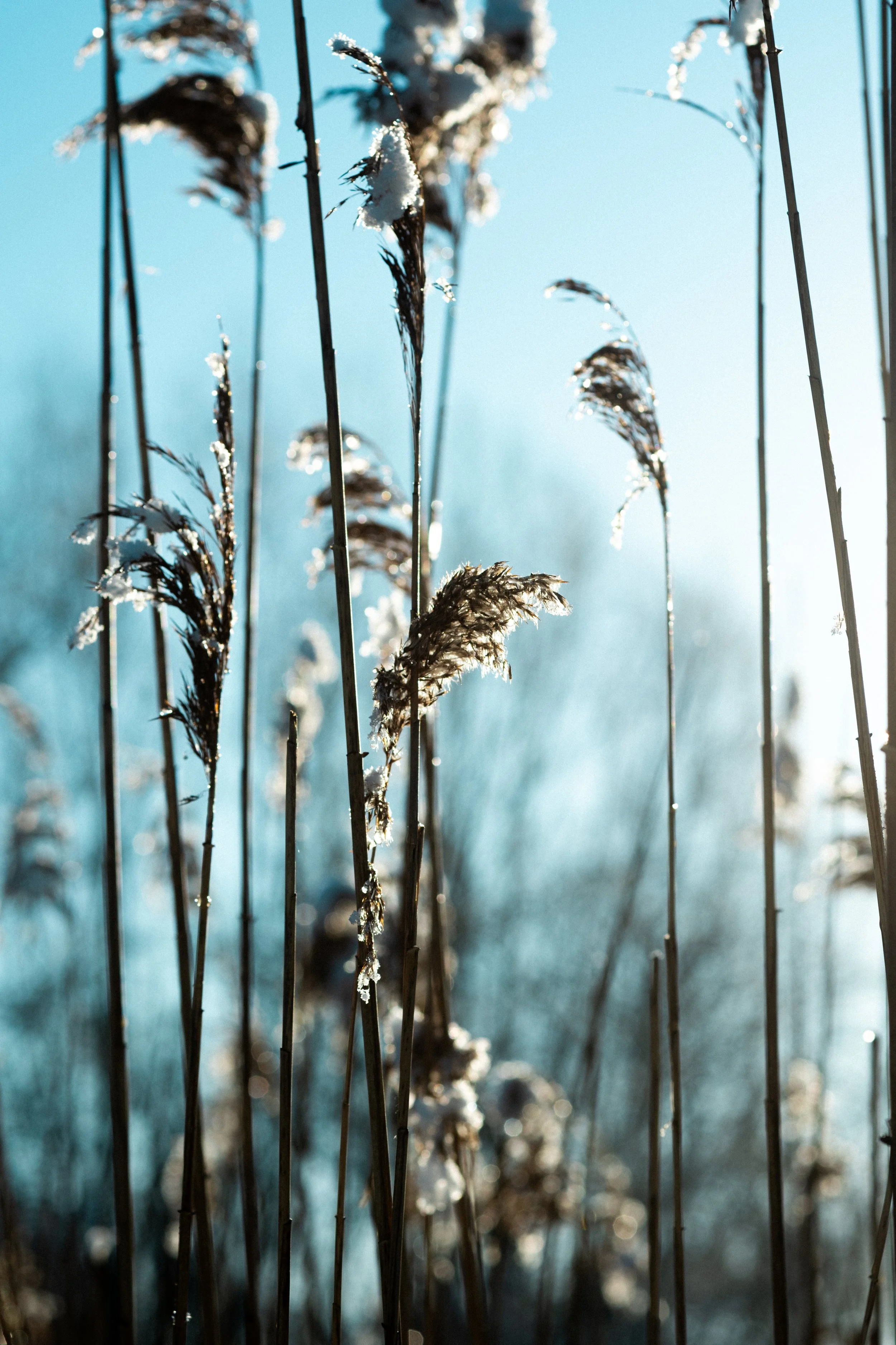 Close-up of tall, brown reeds with tufts of snow on them against a blurry, bright blue sky.