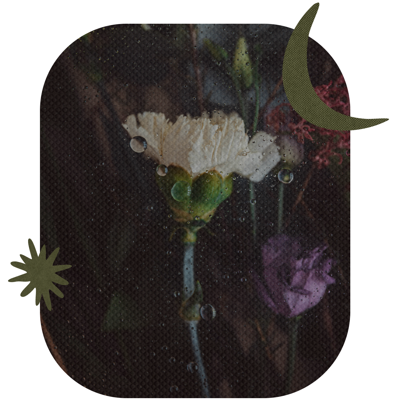 Flowers with water droplets on a dark background, viewed through a textured surface.
