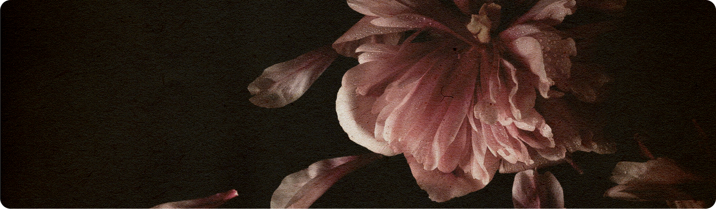 Moody close-up pof pink and white flowers on a dark background.