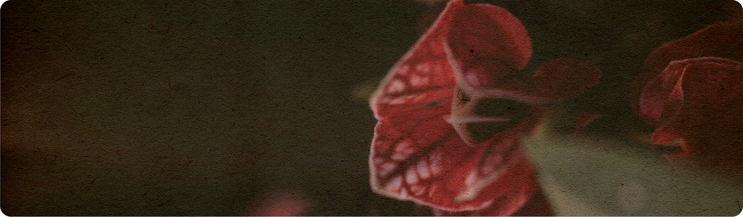 Moody close-up of a red flower on a dark background.