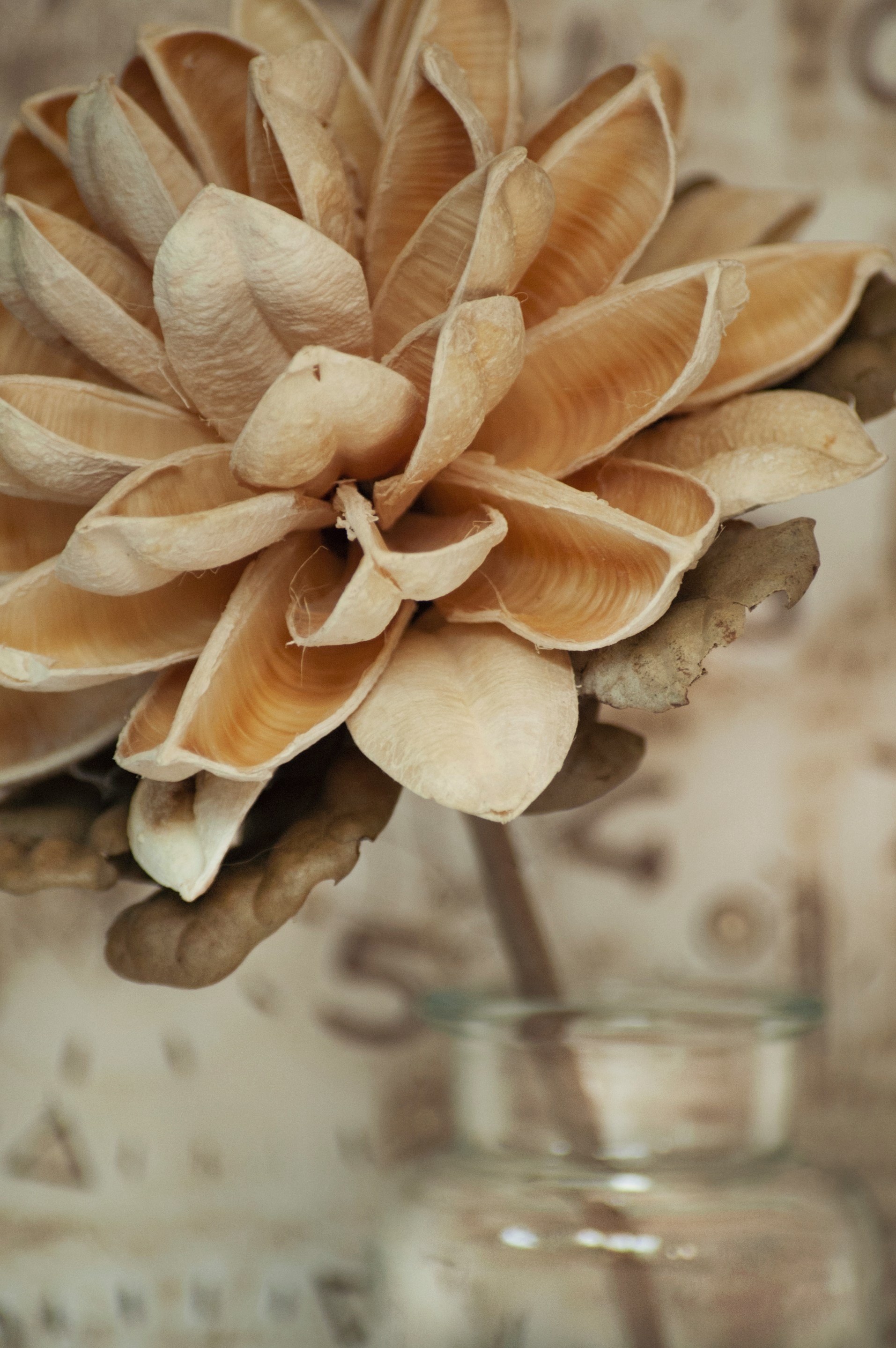 Picture of a flower