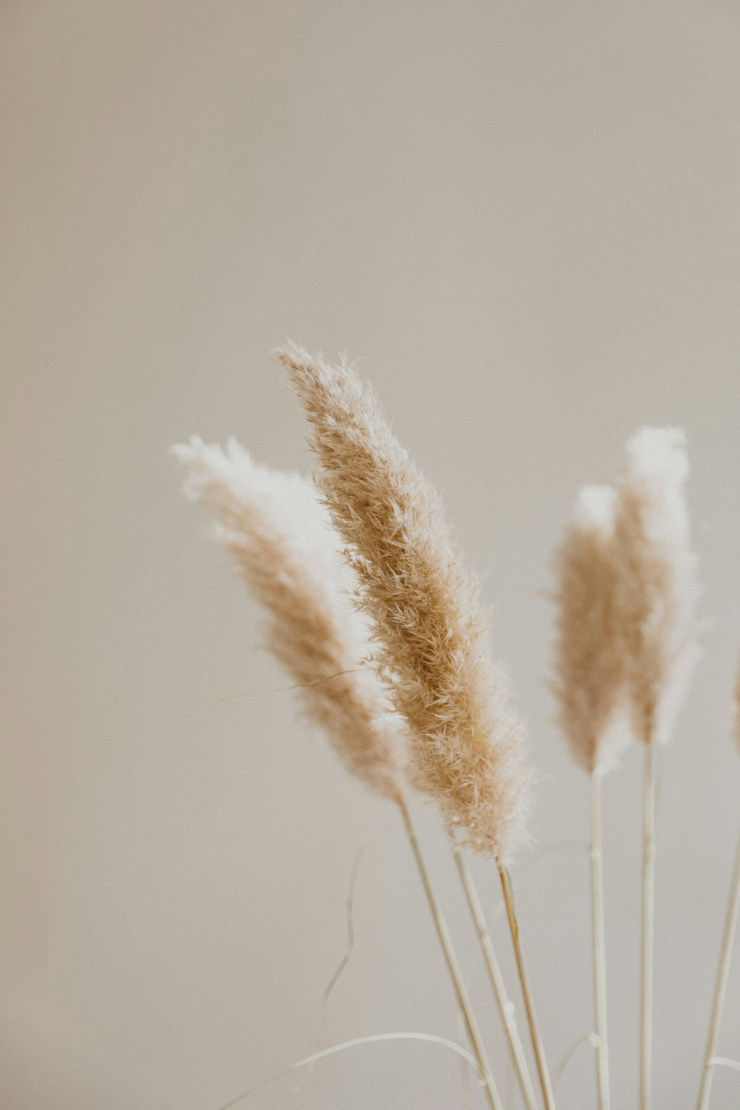 Close-up of beige dried pampas grass stalks against a plain, neutral background.