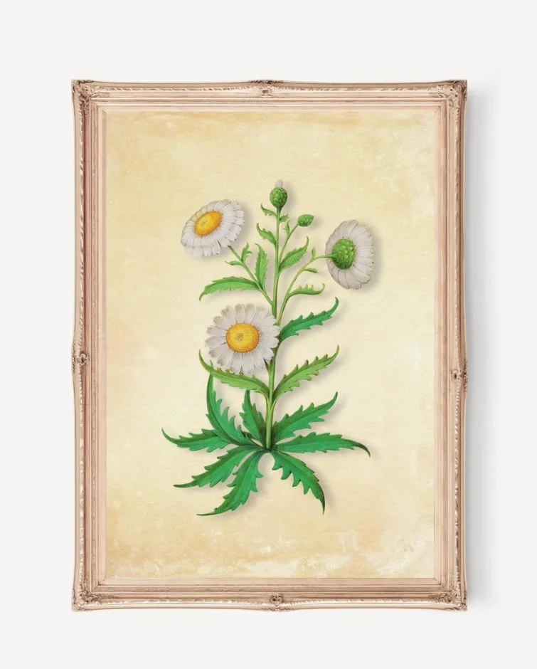 Oxeye Daisy original botanical printable wall art in a wood frame — white and yellow floral artwork by Heiress Row Prints