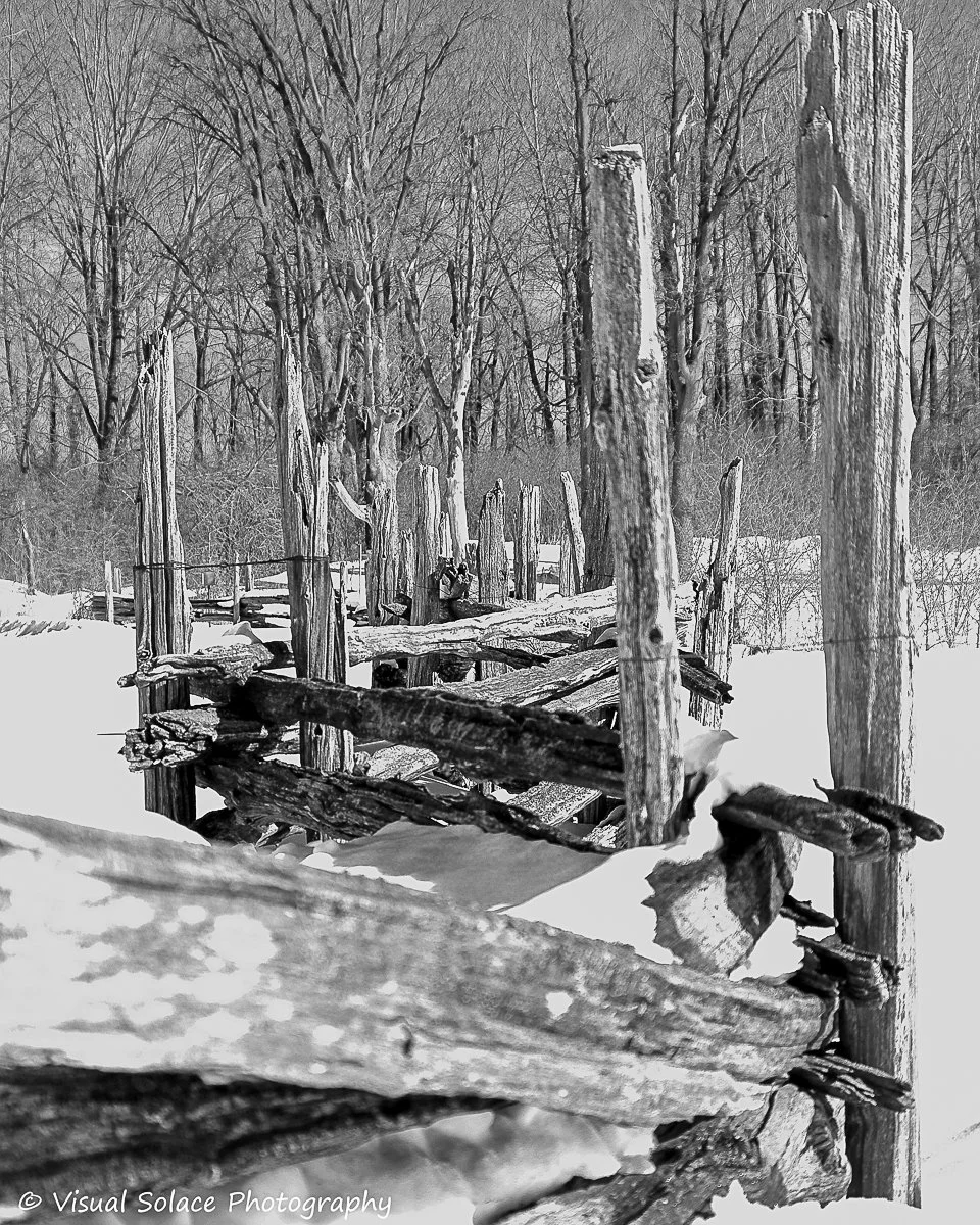 PeleeWinterFence.jpg