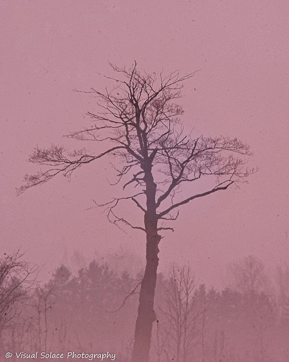 LoneHazeTree.jpg