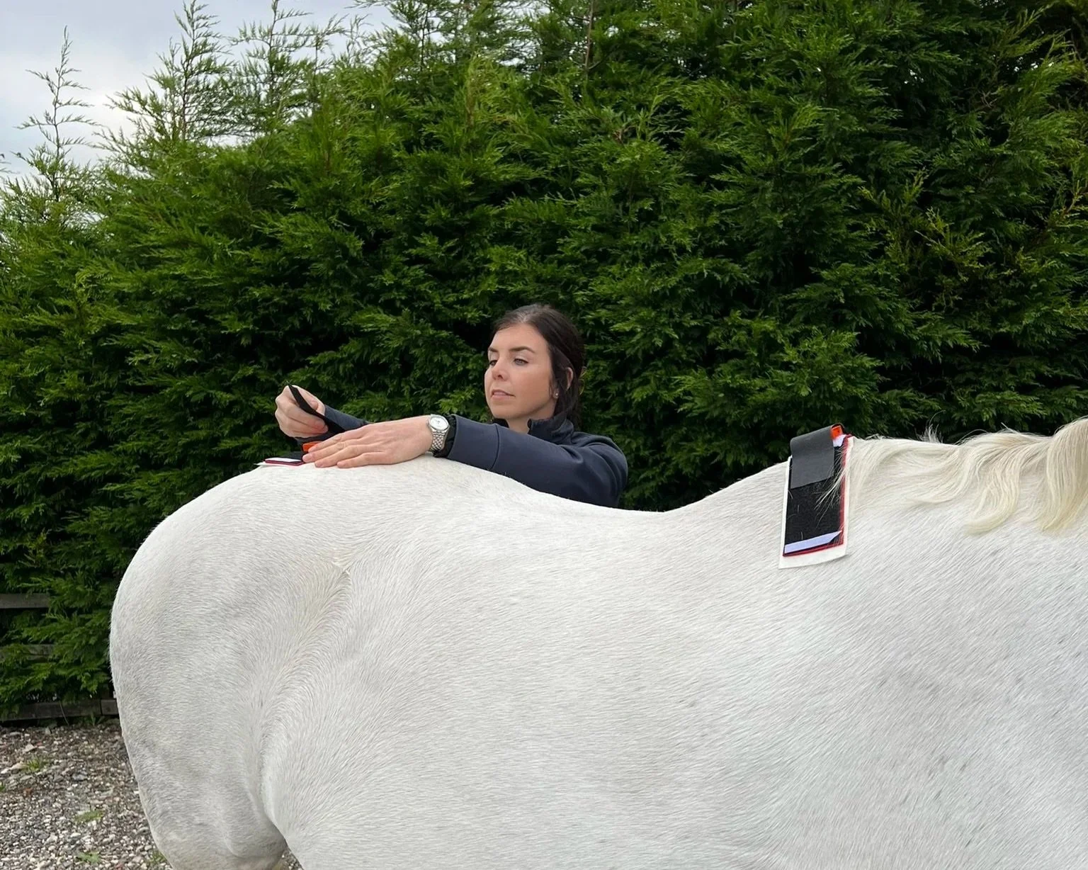 A woman with dark hair attaches an IMU sensor to a horse's pelvis for objective gait analysis.