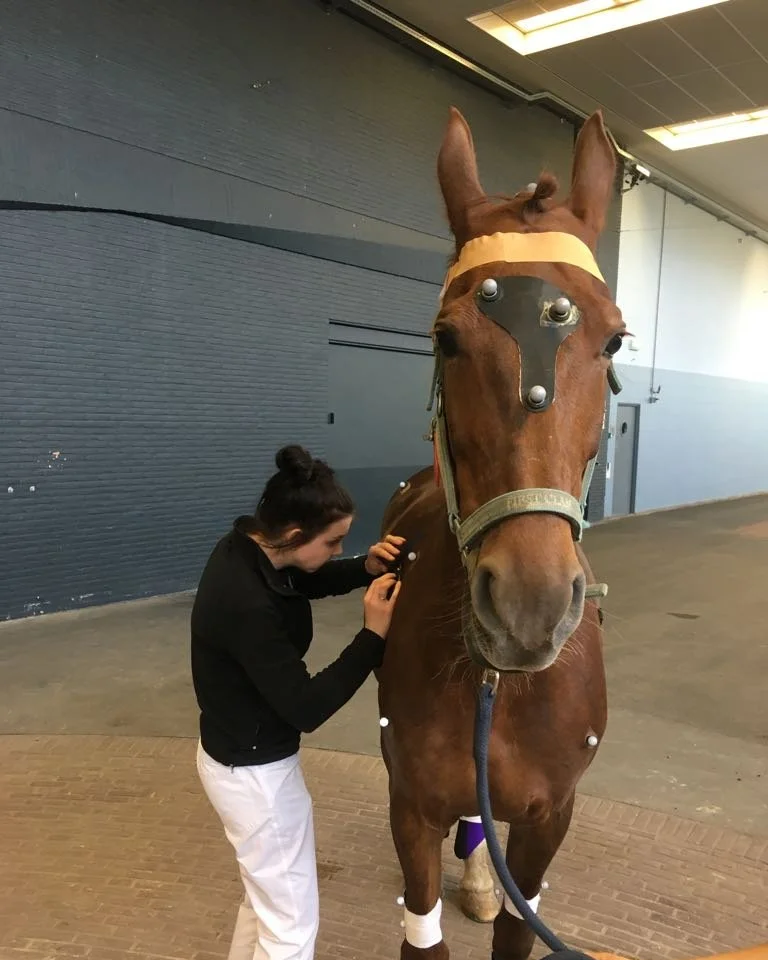 A woman applies retroreflective markers over anatomical landmarks of a brown horse within a veterinary clinic for research.