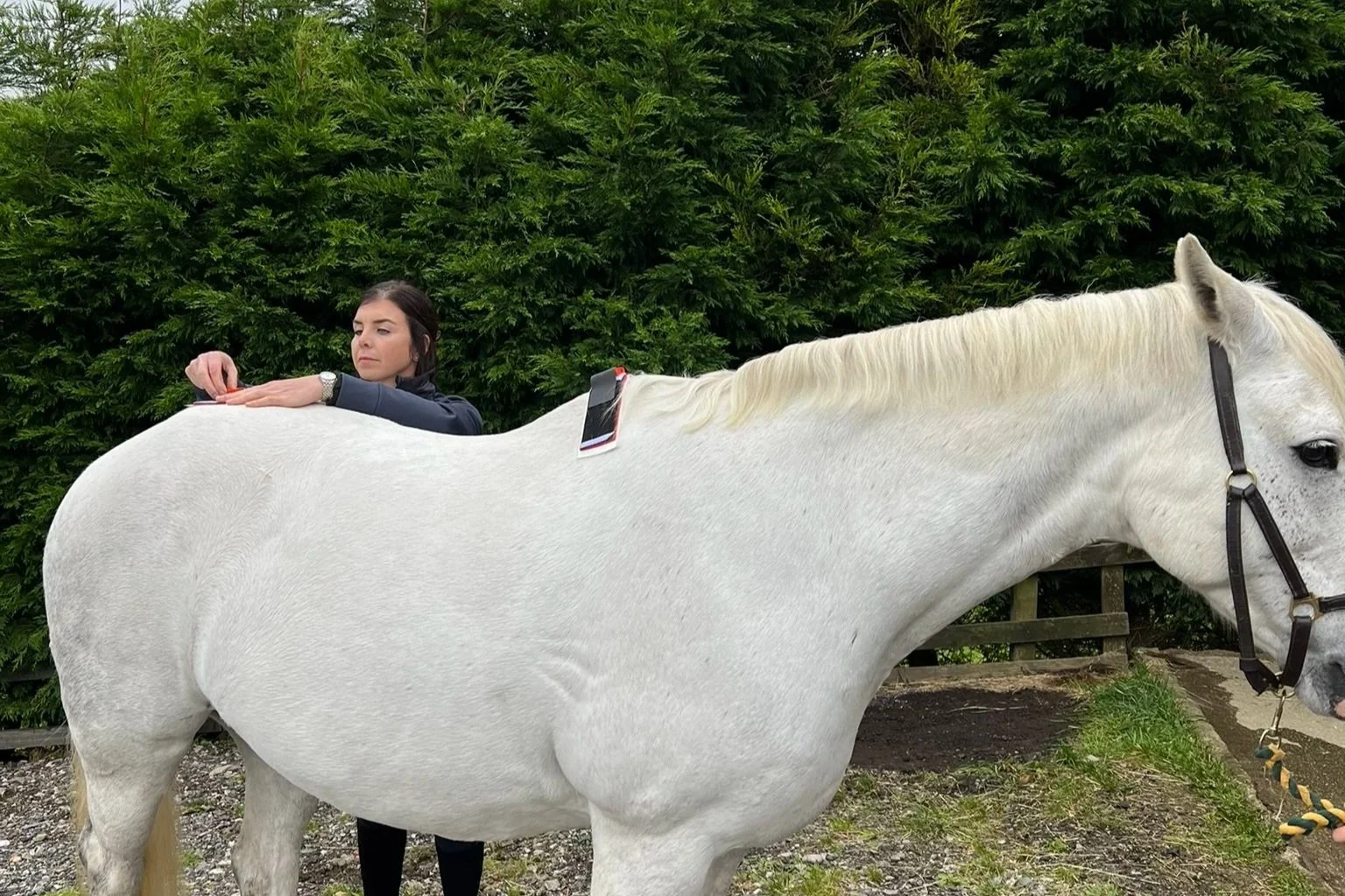 A woman with dark hair attaches an IMU sensor to the pelvis of a white horse for equine gait analysis. The horse is standing outdoors against a background of dense green foliage. 