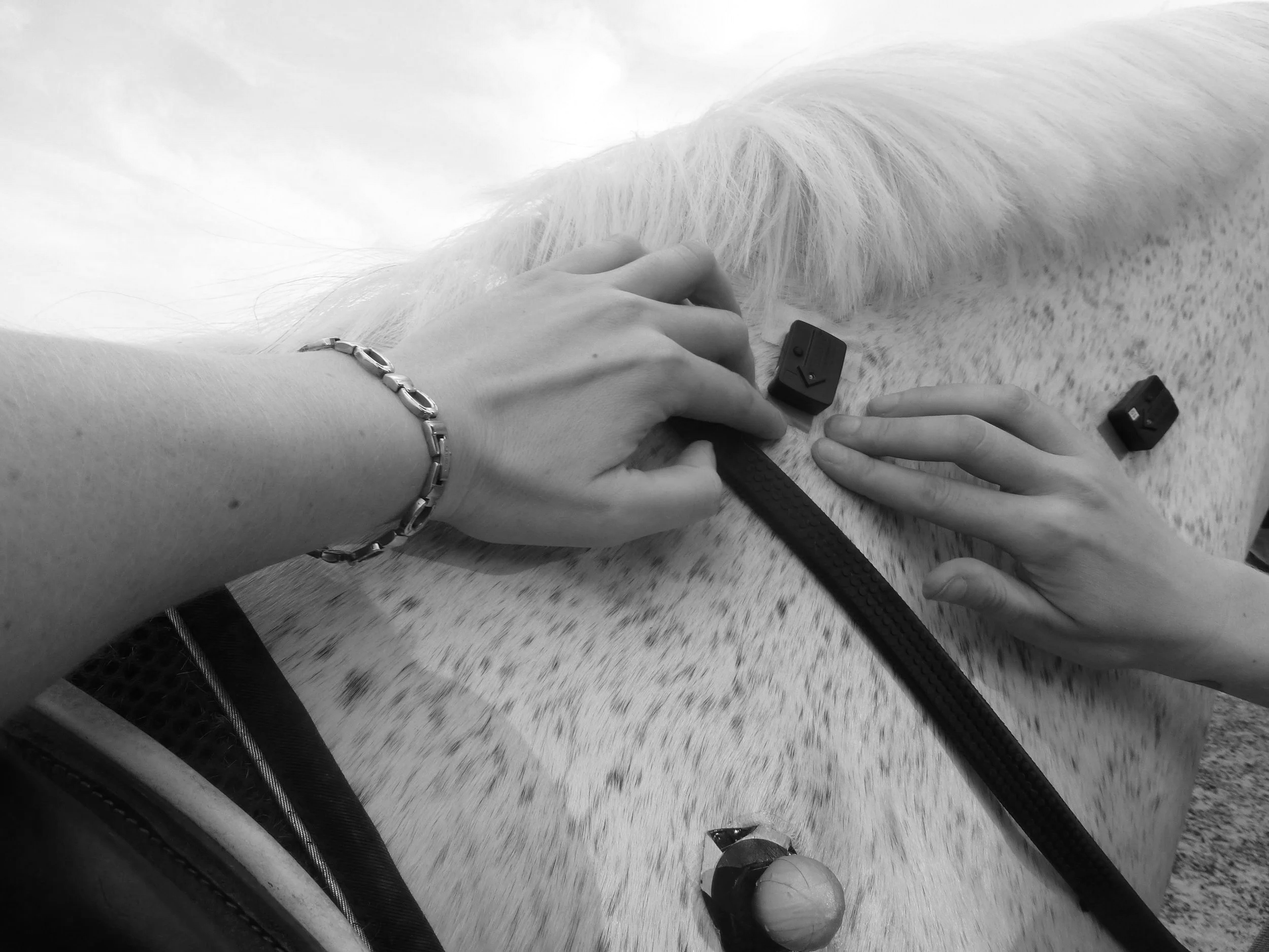 A person applies surface electromyography sensors to a grey horse's neck. 