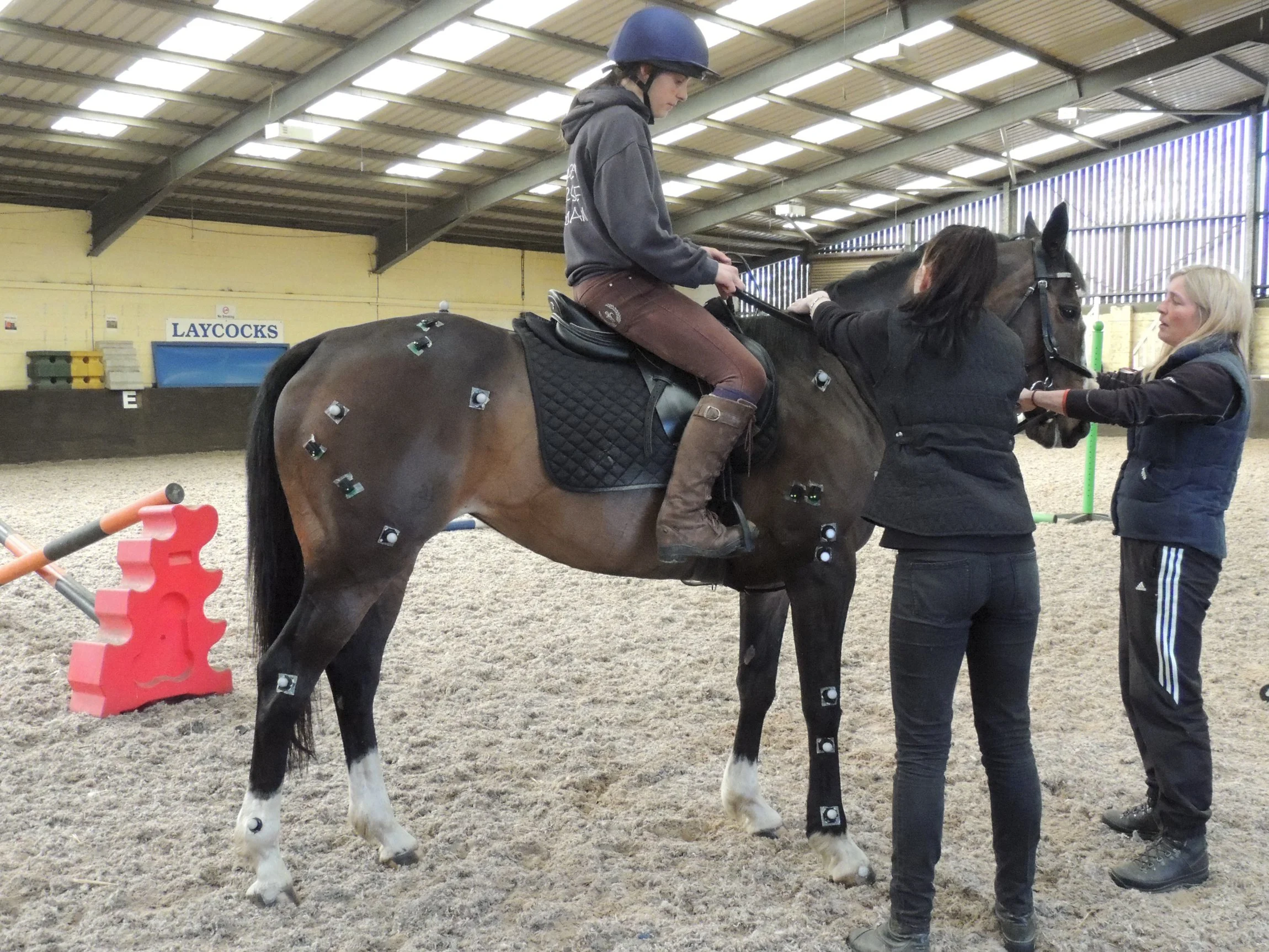 A person sitting on a horse with two women applying retroreflective markers and sensors over anatomical landmarks for collecting 3D equine biomechanics / kinematic data.