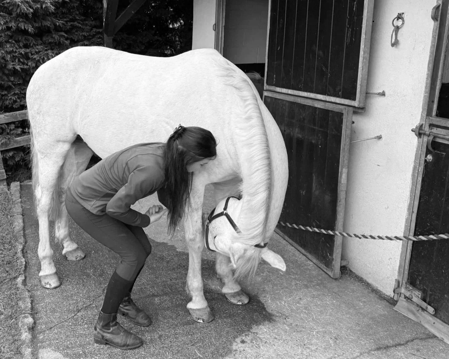 A woman conducts a dynamic mobilisation exercise with a grey horse outside a stable.
