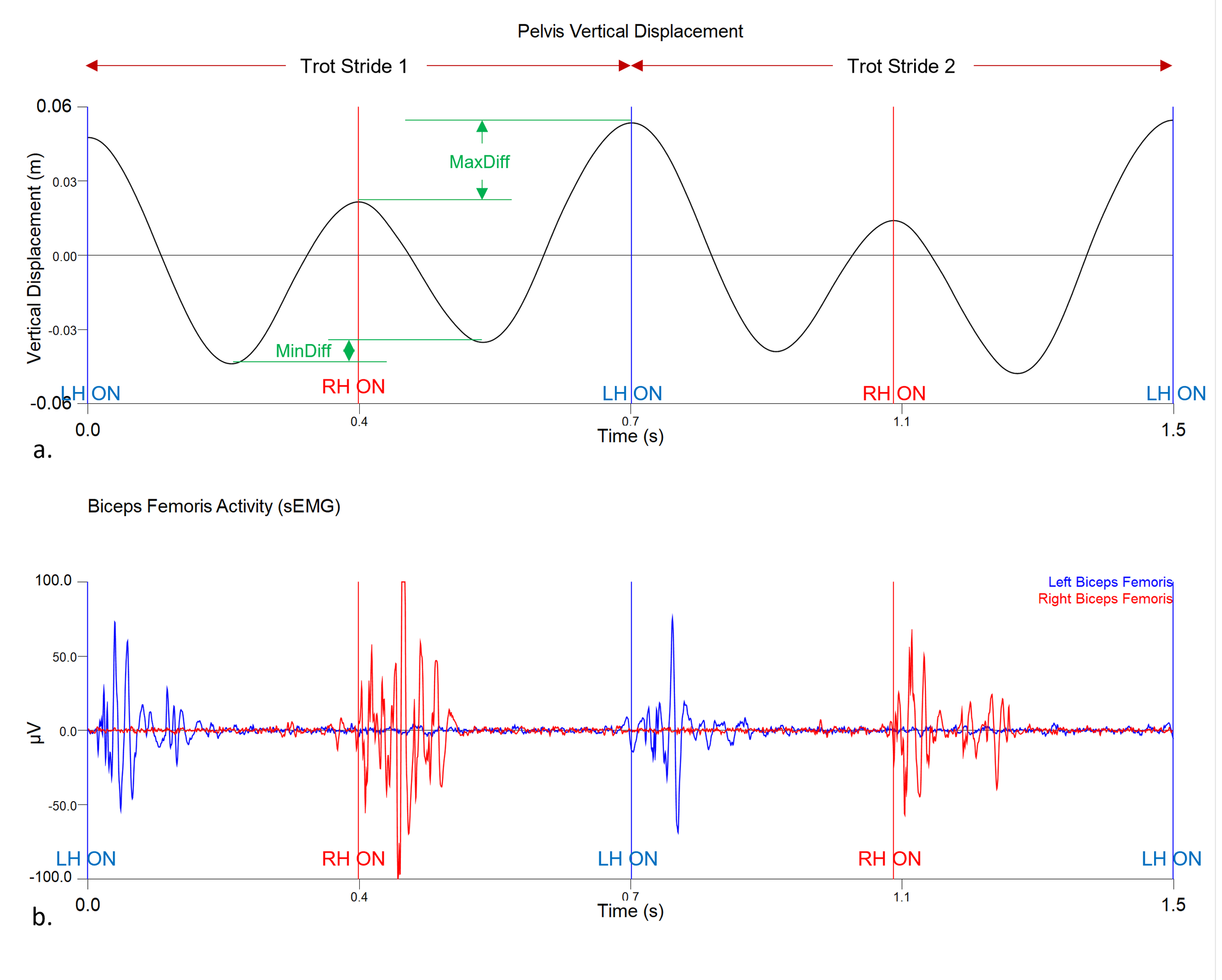 Graph showing pelvis vertical displacement over time with labelled Trot Stride 1 and 2 and left and right stance phases; the second graph displays biceps femoris activity in microvolts for left and right muscles during the same time period.