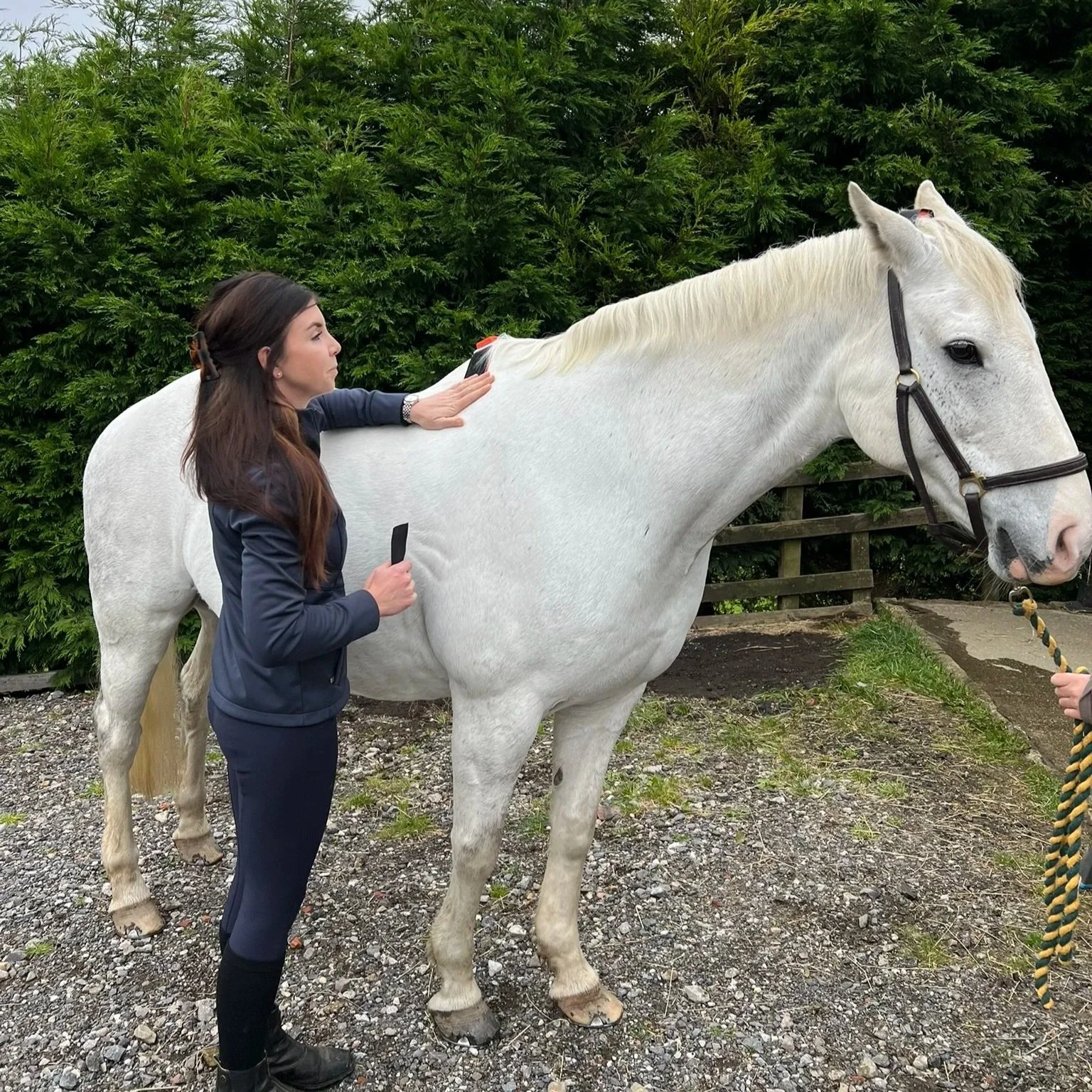 A woman with long brown hair, dressed in a navy jacket and riding pants, stands beside a white horse with a black halter. She is attaching an IMU sensor to the horse's withers, standing on a gravel area with green bushes in the background