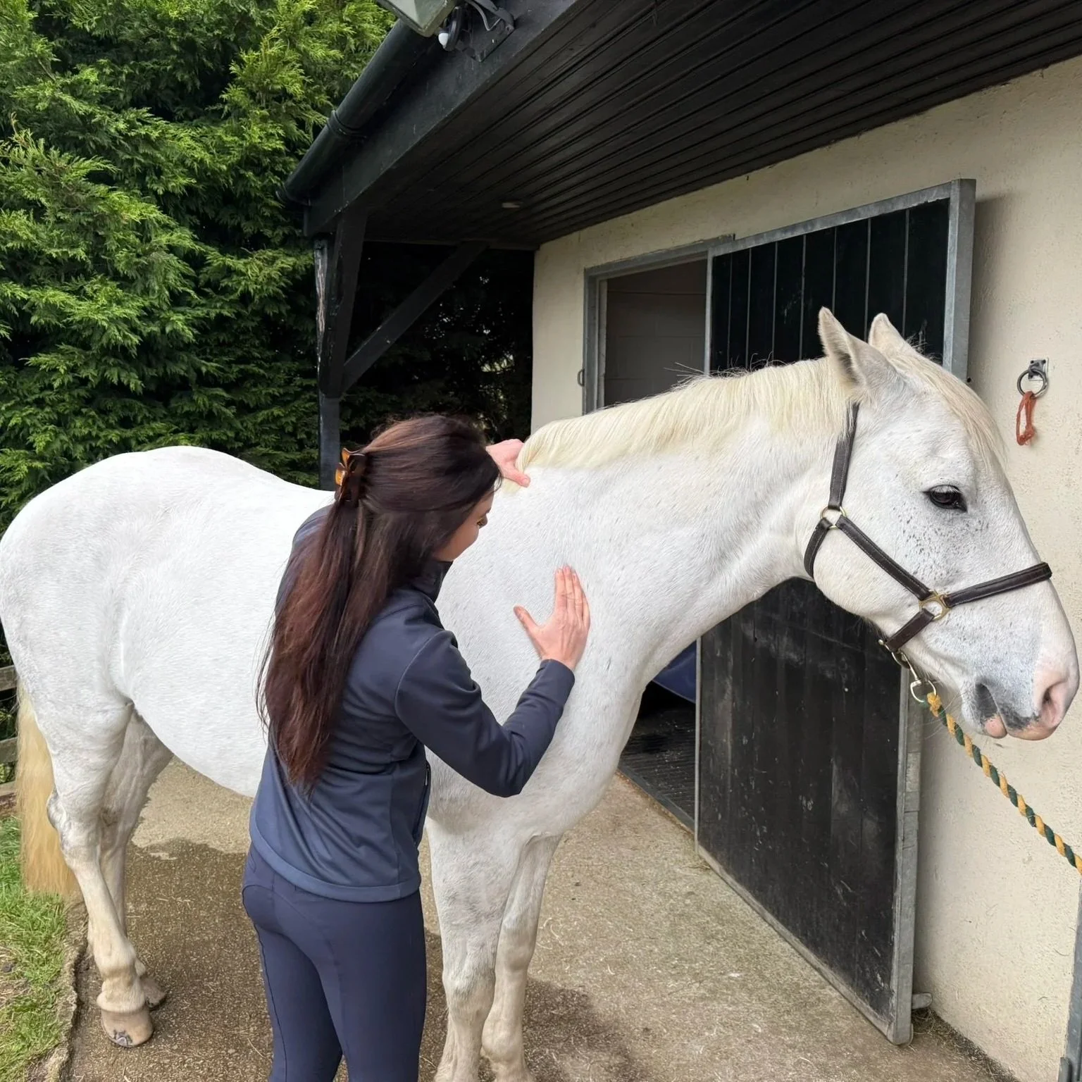 A woman with long brown hair interacting with a white horse outside a stable. The woman is palpating the horses scapula.