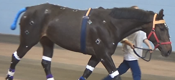 A dark brown horse walking on a track, fitted with sensors for a scientific equine biomechanics research, led by a person in scrubs holding its lead rope.
