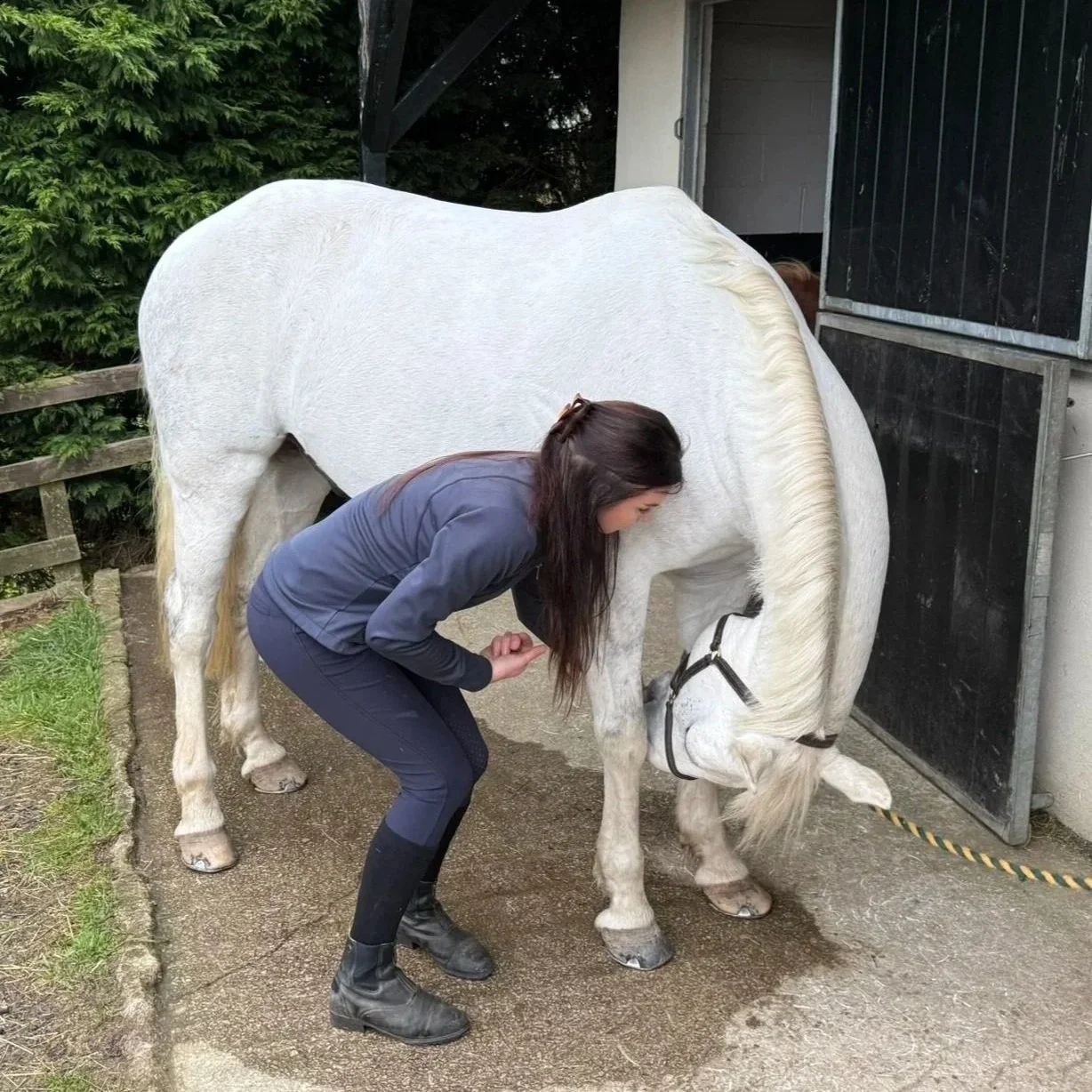 A person elicits a dynamic mobilisation exercise/stretch with a white horse, standing outdoors near a stable door.