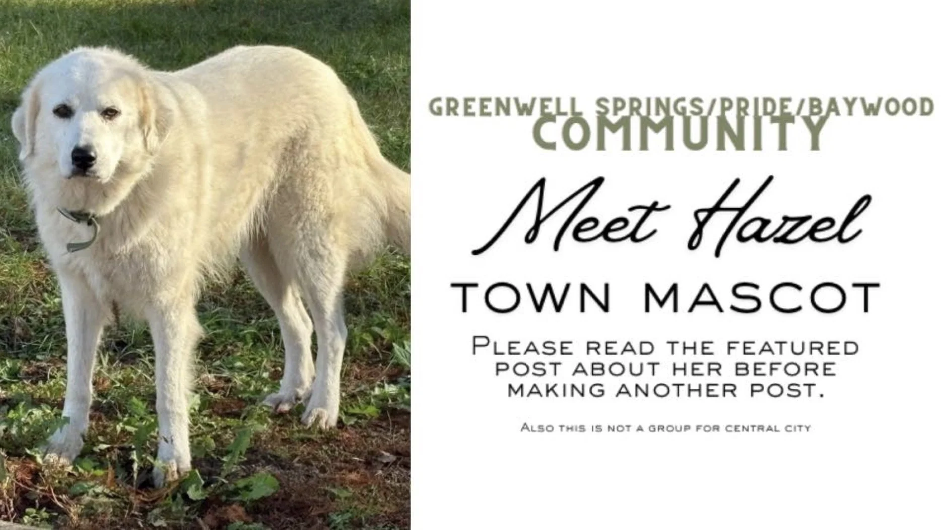 Meet Hazel: Guardian of the Farm and Beloved Town Mascot