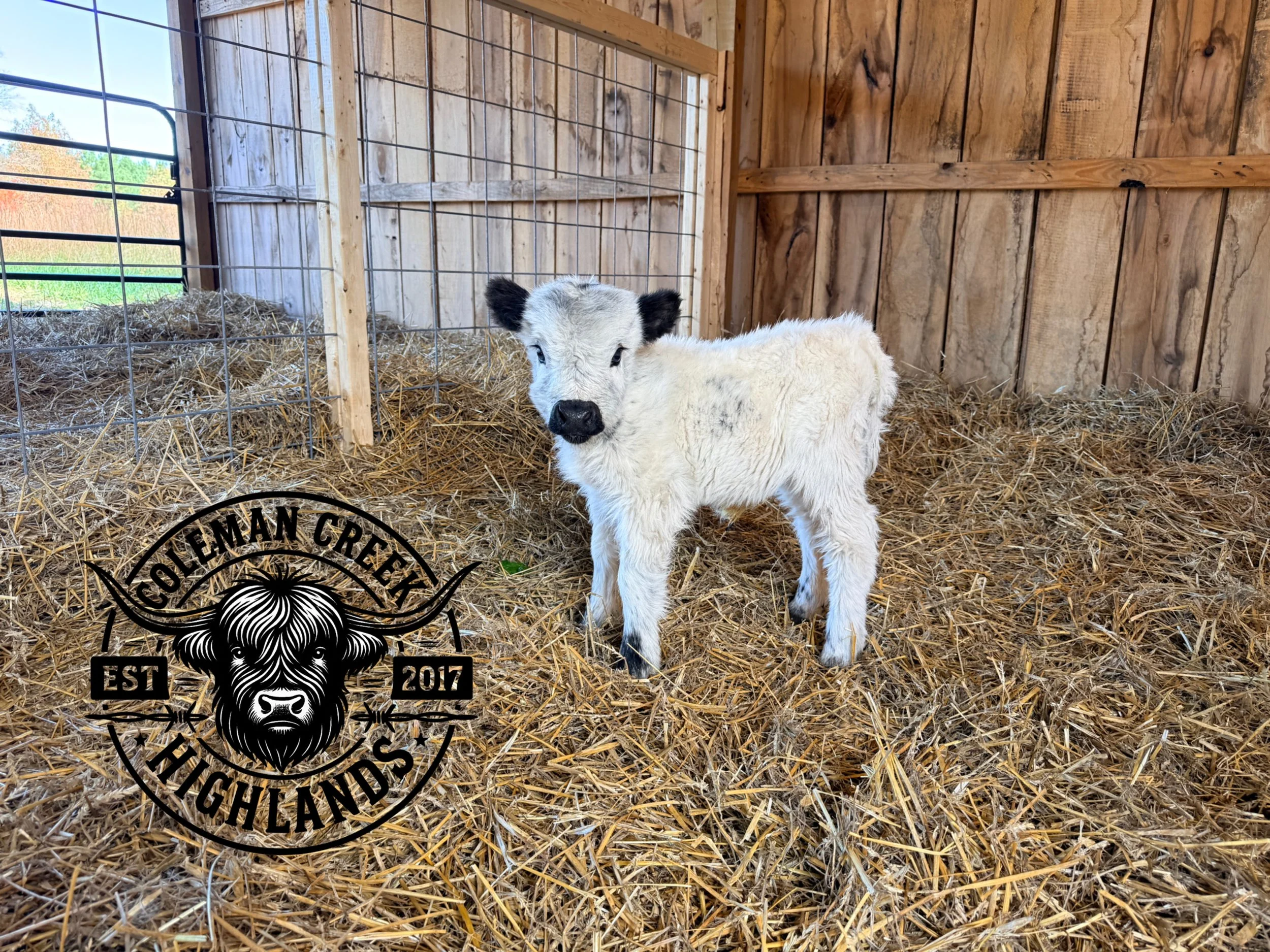 calf, highland, highpark. webb cattle company, OH YEAH, Heifer, our little acres, panderosa, Cyrus ridge, Virginia, winding brooke