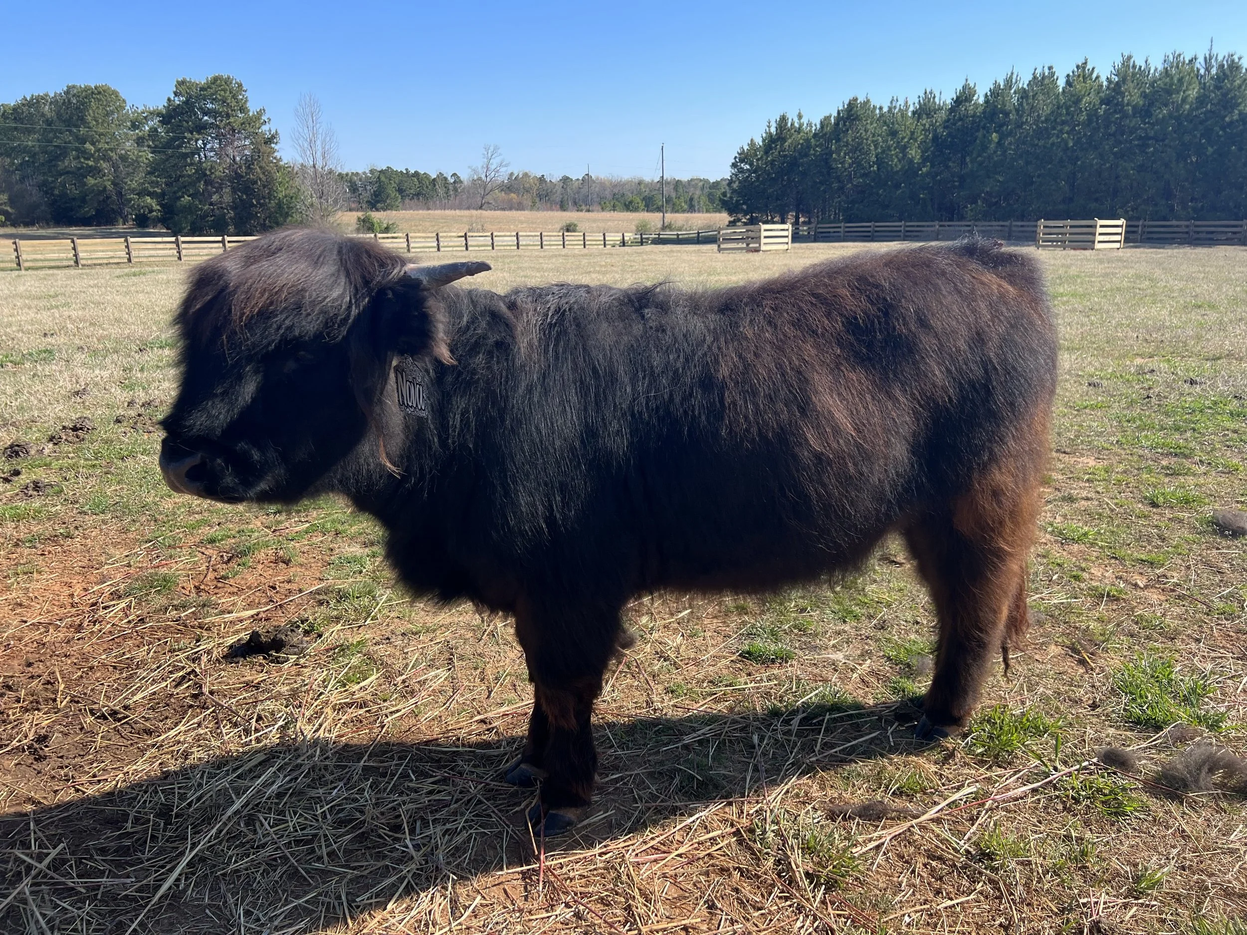 A black and brown Highland cow with long, shaggy hair