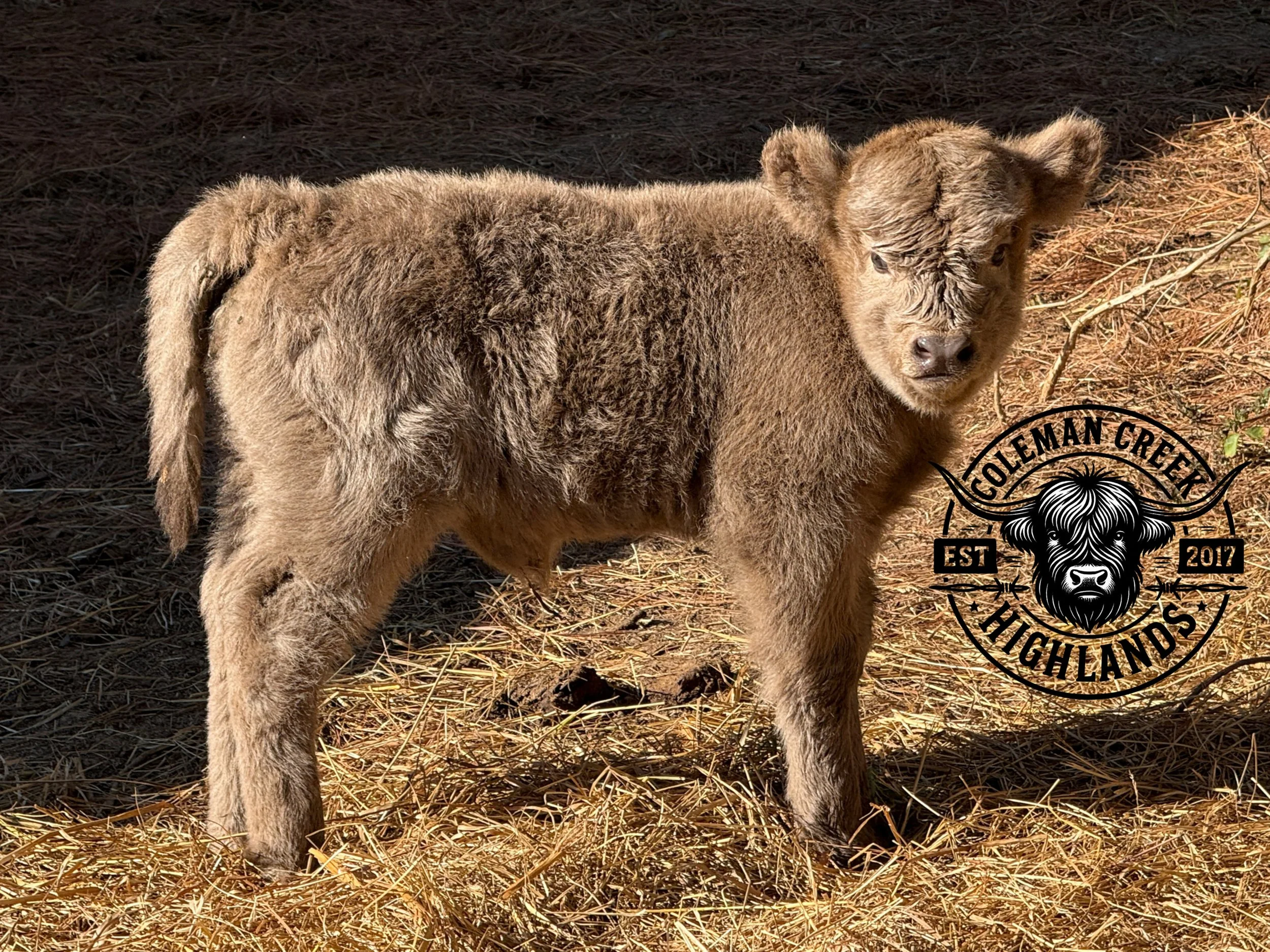 calf, highland, highpark. webb cattle company, OH YEAH, Heifer,