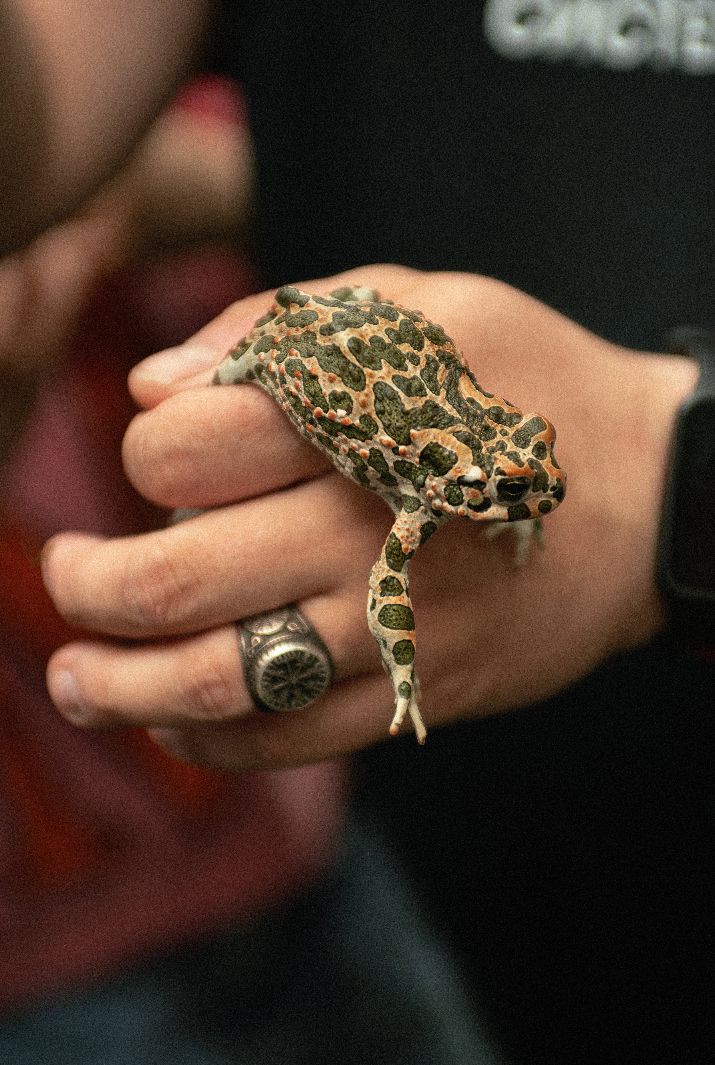 DSC_4633.jpg