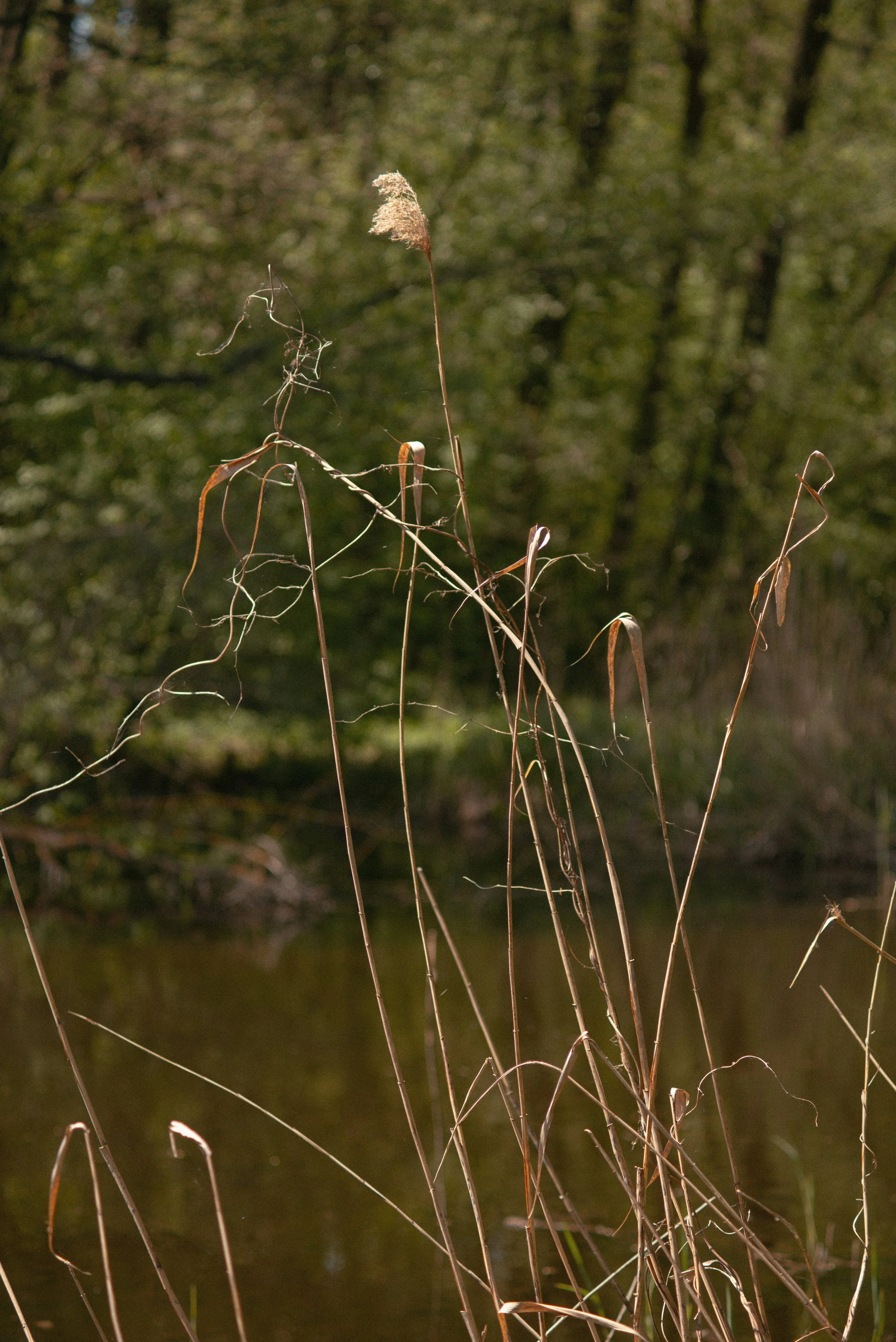 DSC_3737.jpg