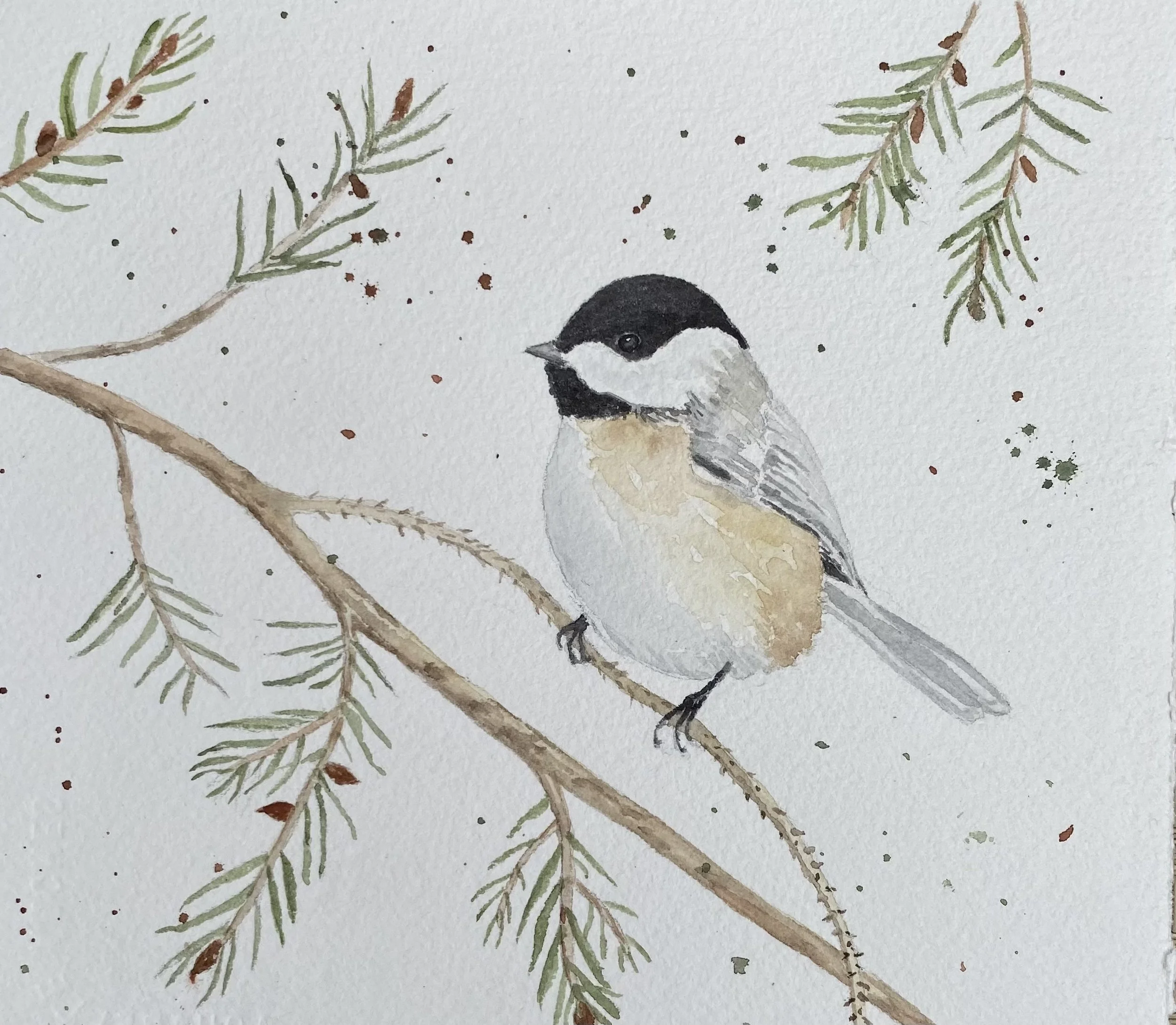 Black-capped Chickadee 2023