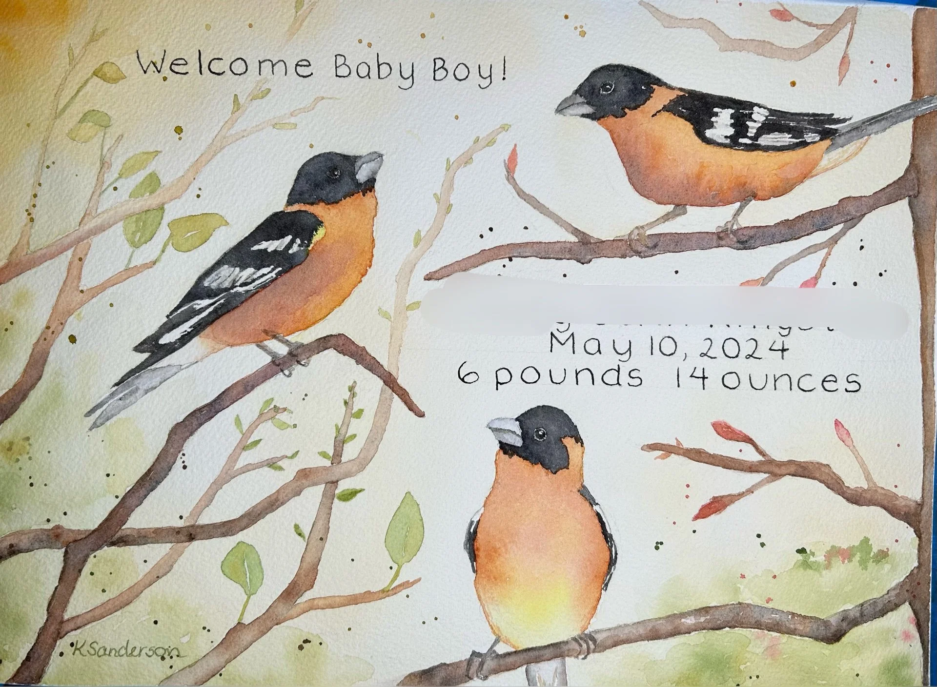 Black-headed Grosbeak (sold)