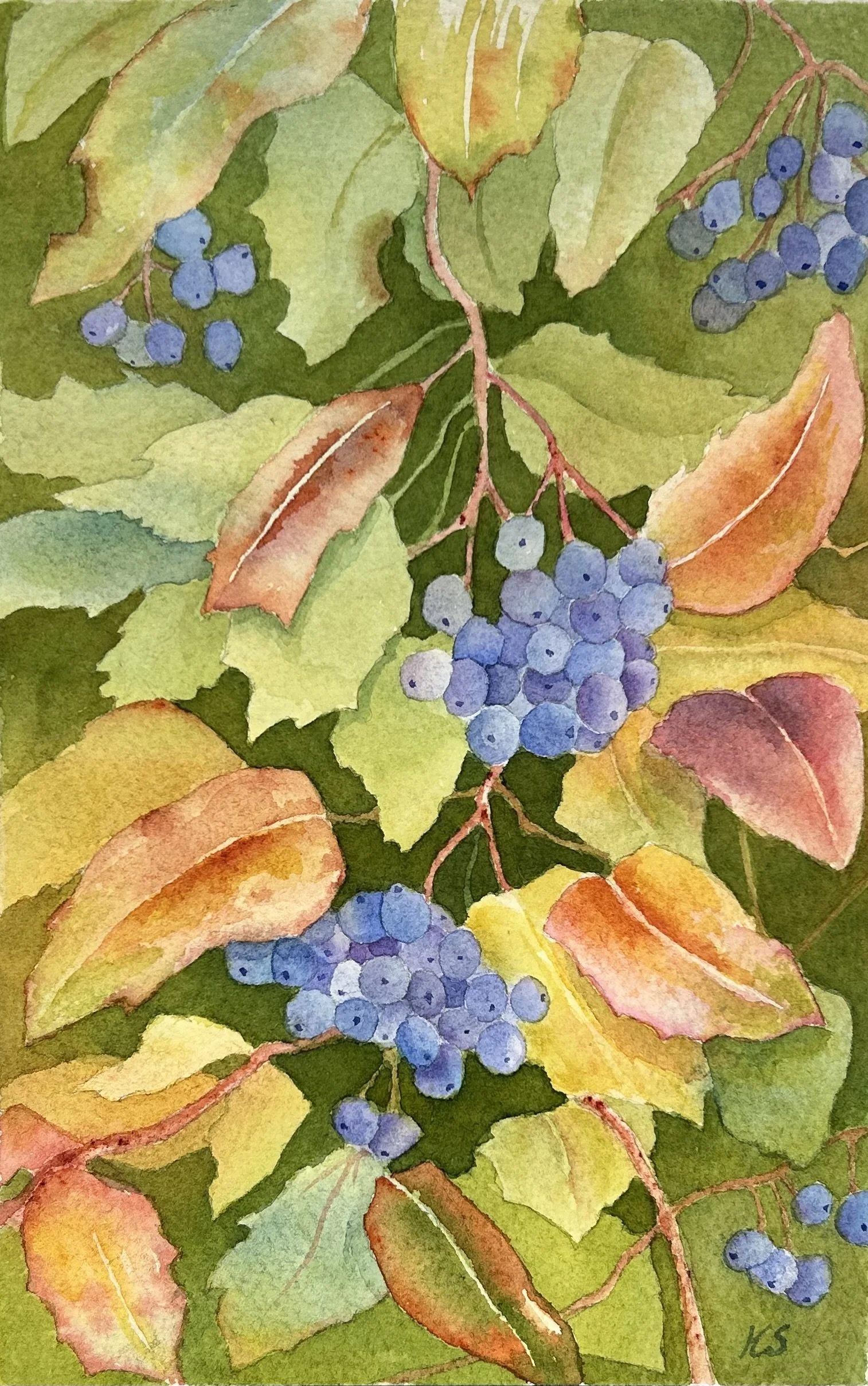 Oregon Grapes II 2026