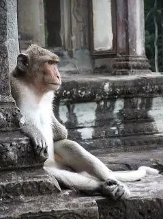 Scimmia su tempio indiano, ispirazione per massaggio ayurvedico a Thiene, simbolo di equilibrio naturale