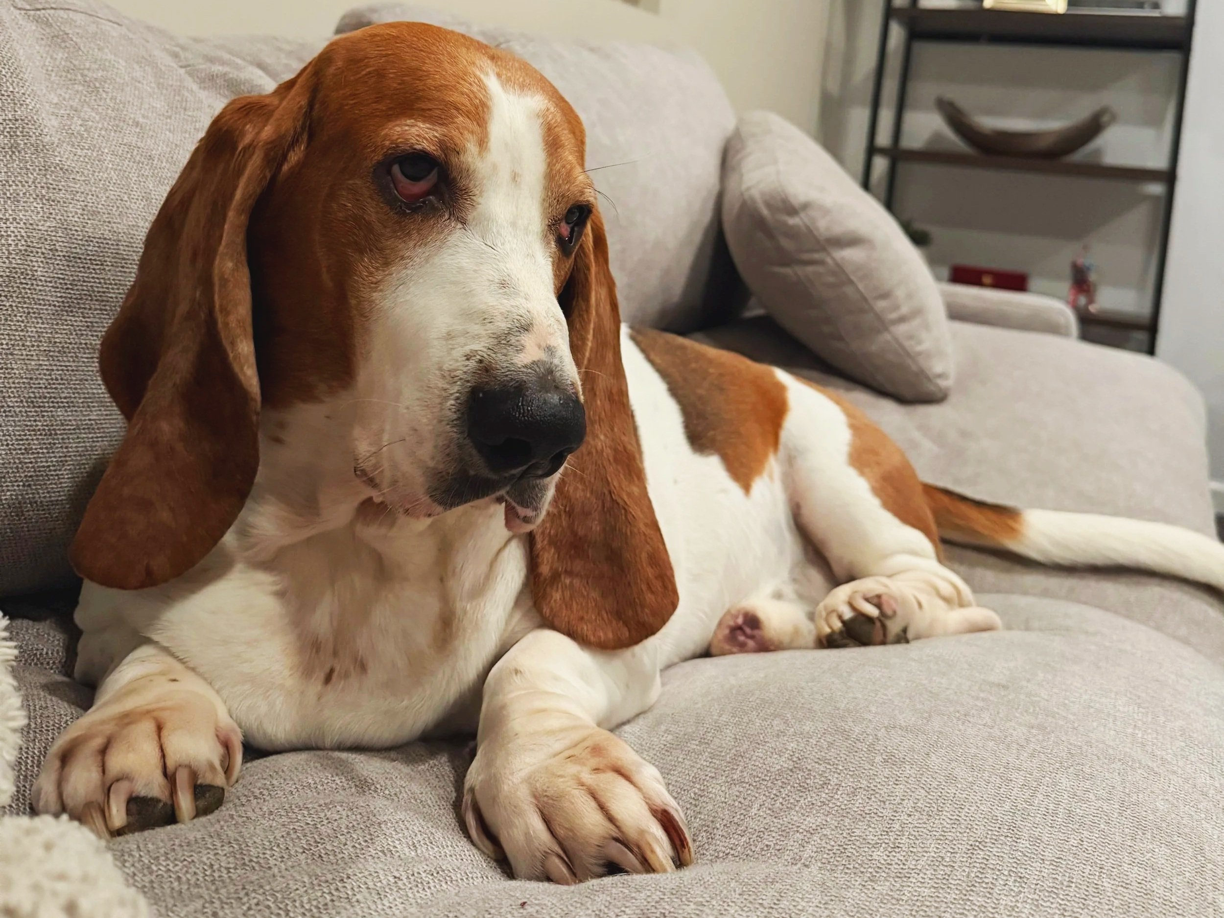A dog with long ears and white and brown fur lying on a gray couch in a living room.
