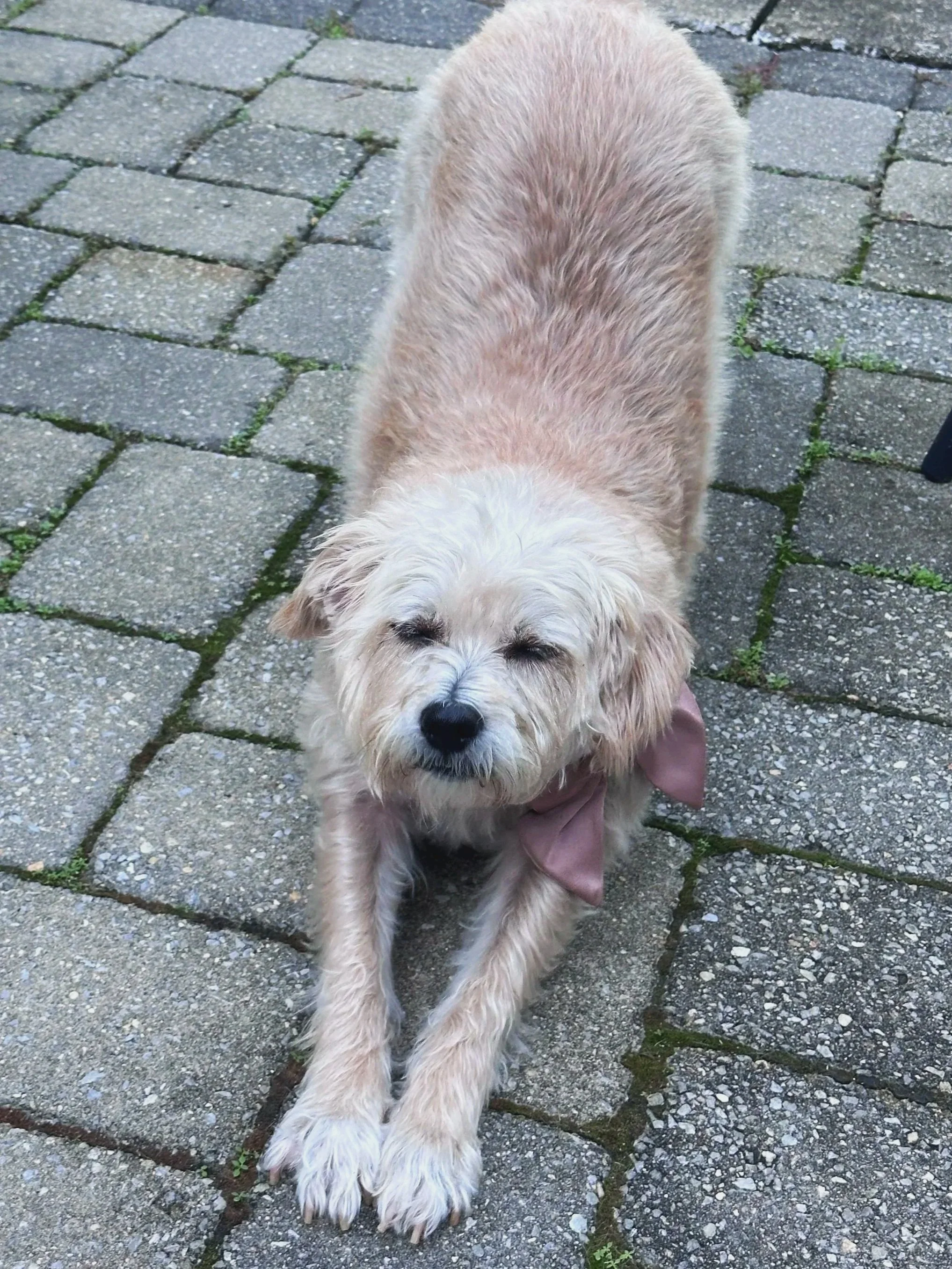 A light-colored dog with closed eyes and a pink bow, sitting on a paved stone patio.