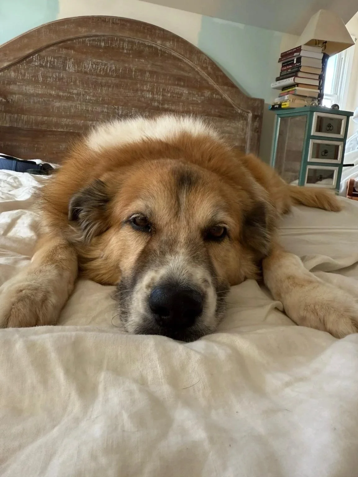 Mixed breed dog on the bed sleeping with his paws in front of himself