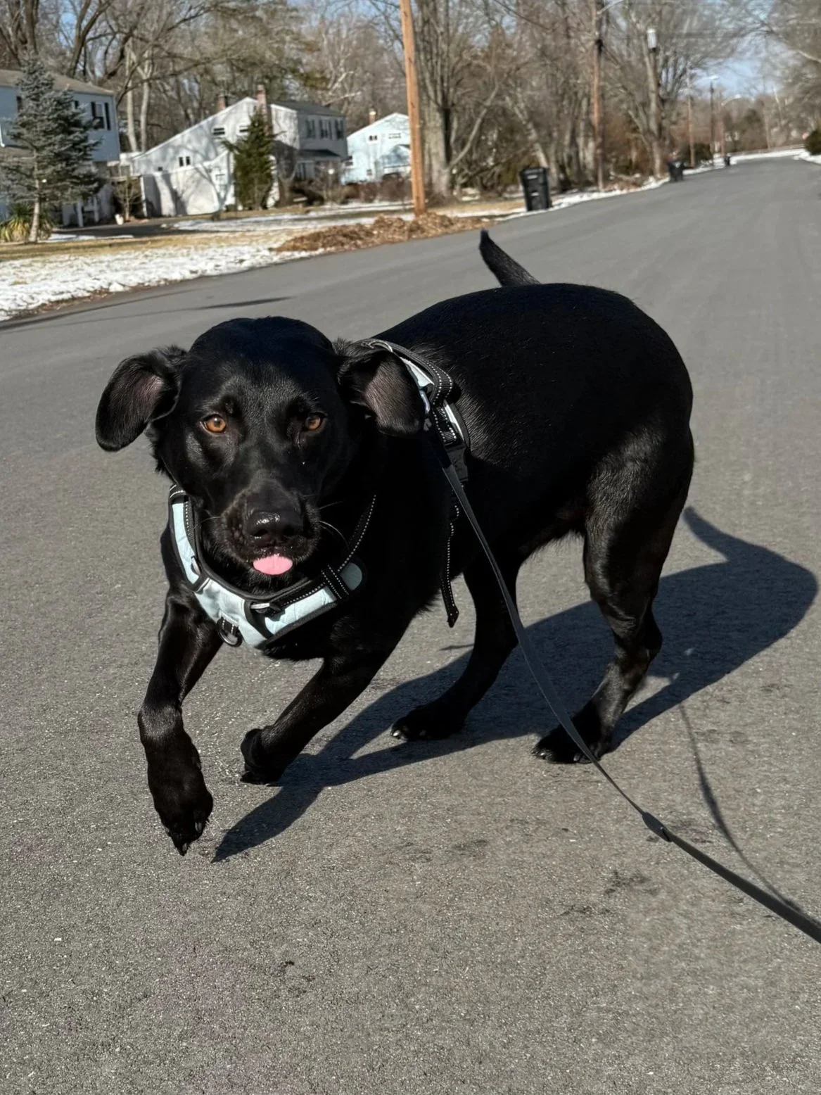 How Much Exercise Does My Dog Really Need?