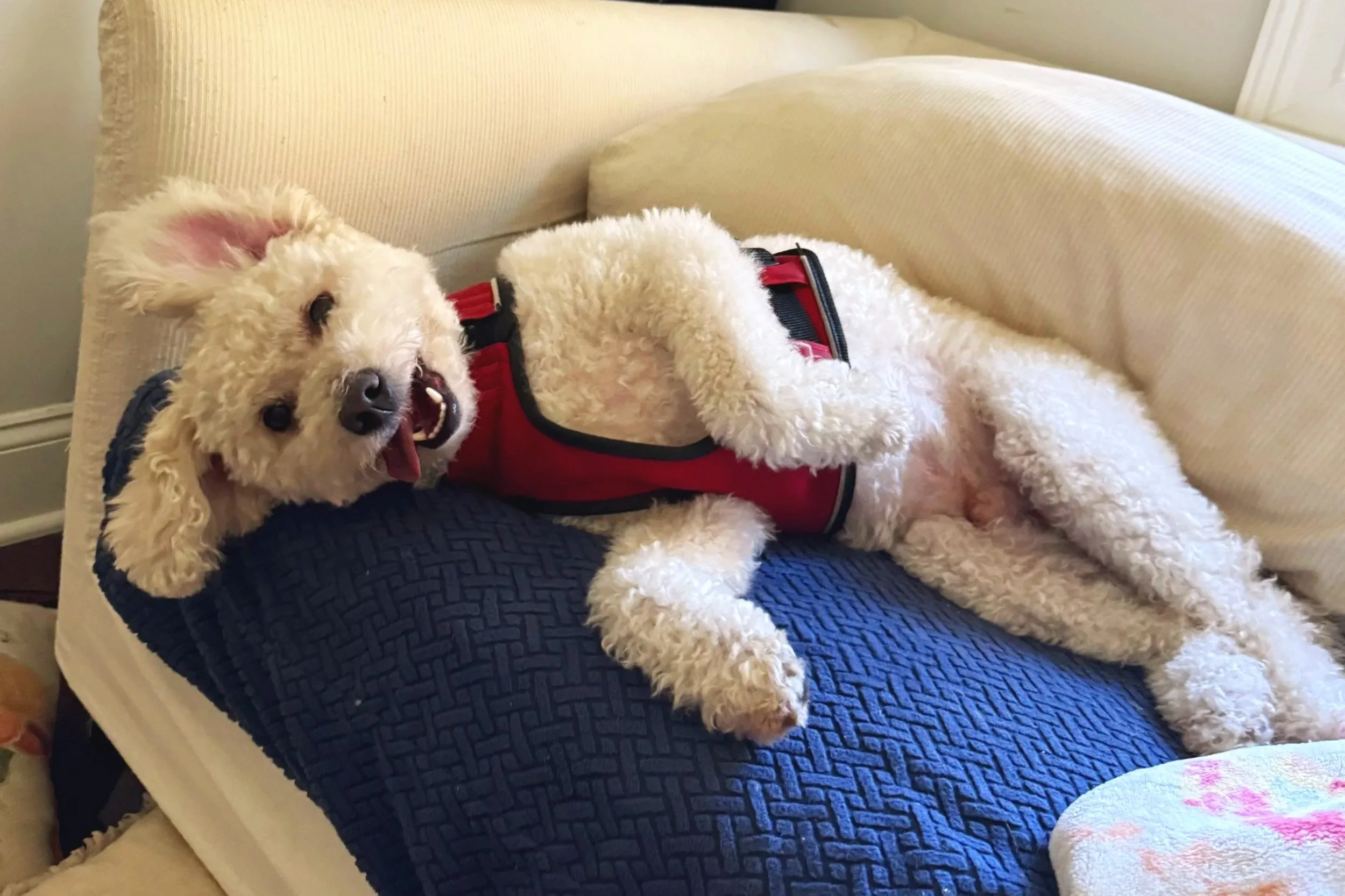 A fluffy white dog with curly fur lying on a couch, wearing a red harness, looking at the camera with a happy expression.