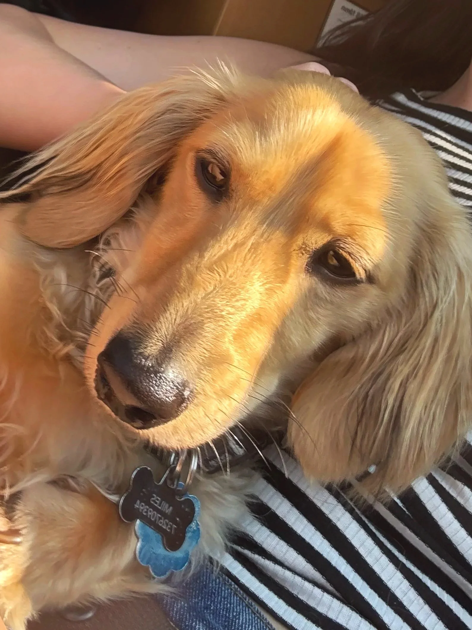 Close-up of a golden retriever dog laying on a person's lap, with a black collar and a name tag. The dog has long, wavy ears and is resting peacefully.