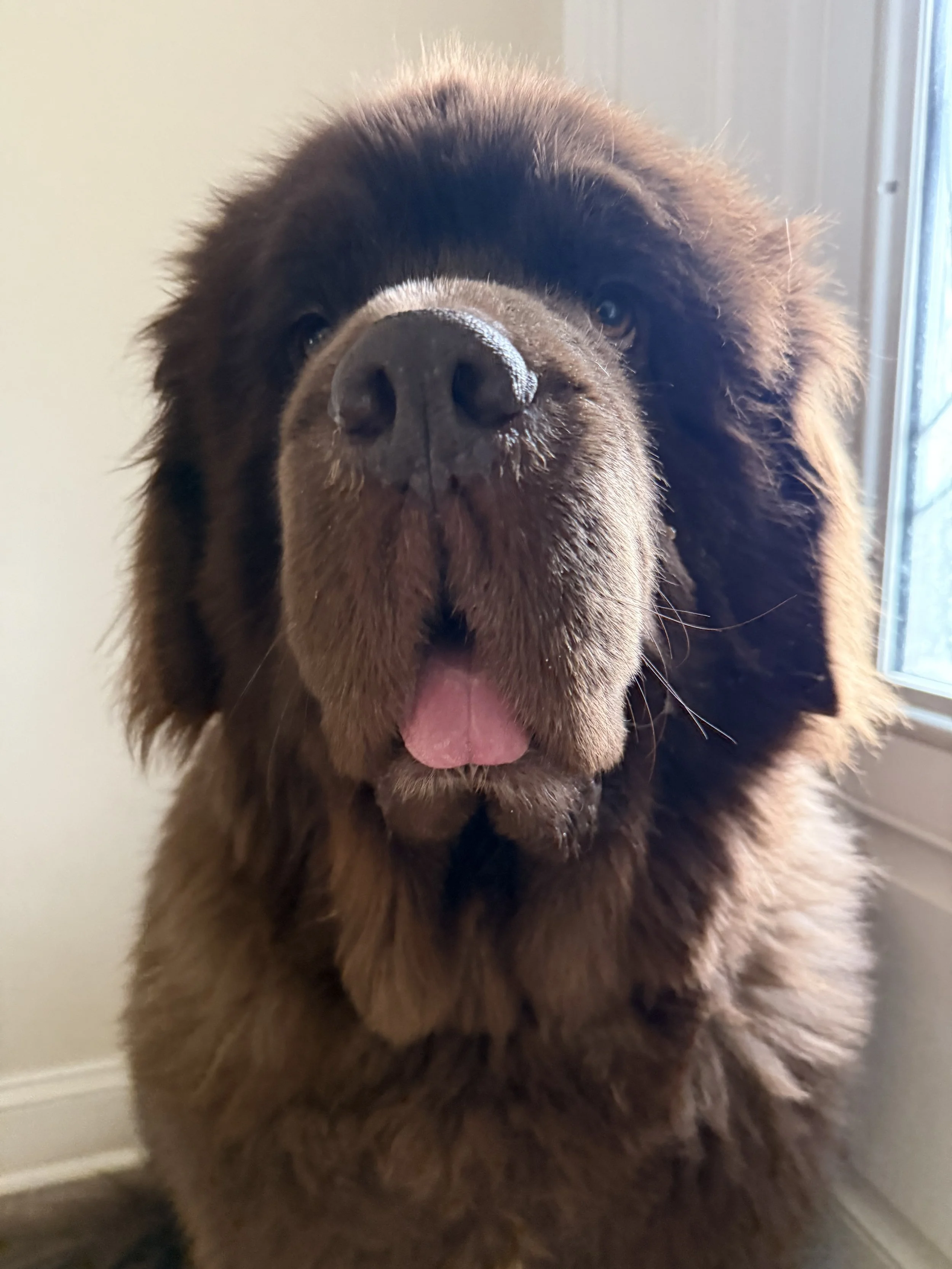 A brown newfoundland sticking his tongue out