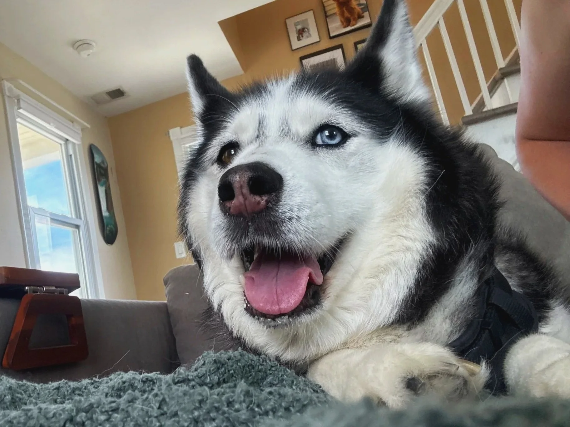 A happy black and white Siberian Husky dog with striking blue eyes lying on a green textured blanket inside a home.