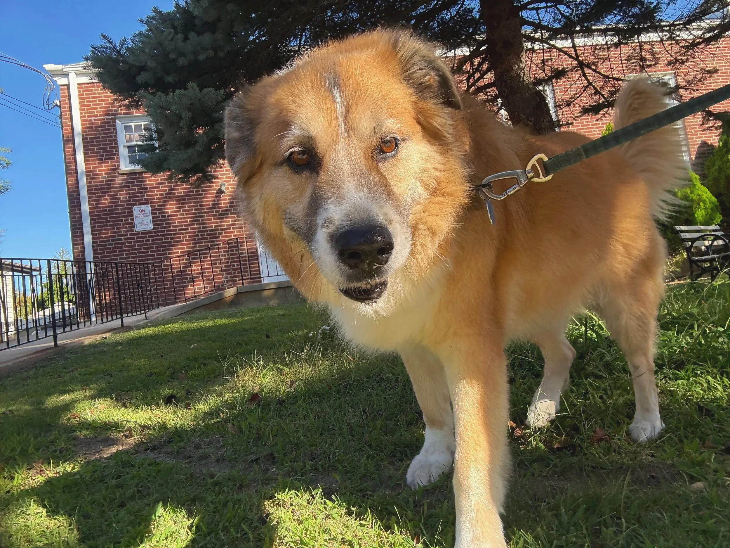 Close-up of a friendly-looking, tan and white dog on a leash in a grassy area with a brick building and trees in the background.