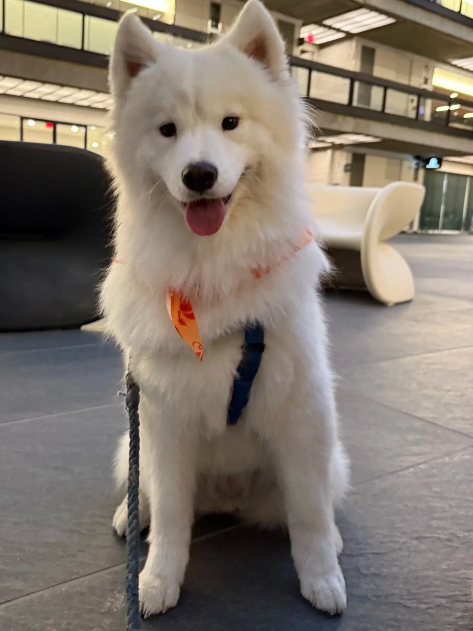 Samoyed dog smiling