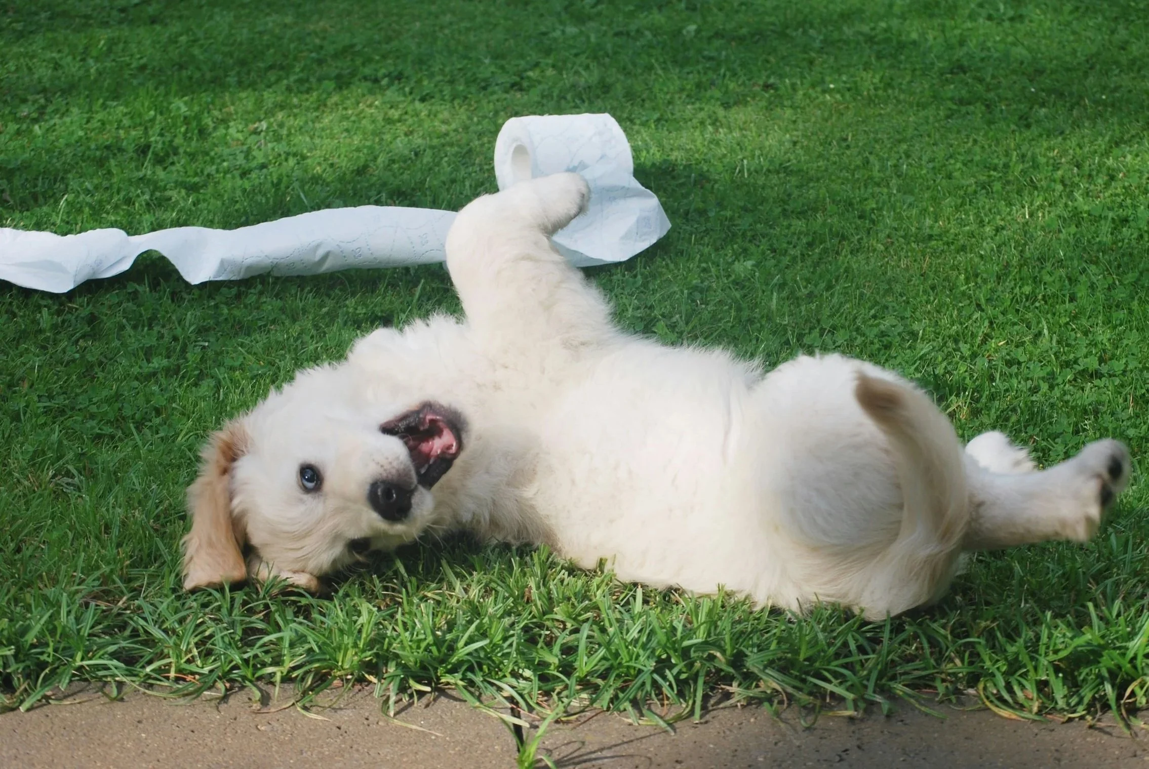 A playful light-colored puppy lying on its back on the grass with a roll of toilet paper, chewing on it.