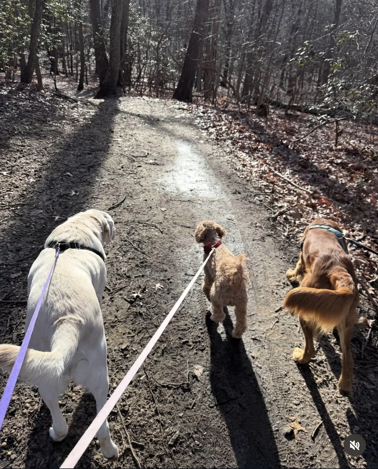 A lab, doodle, and golden retriever walk along a path in the woods.