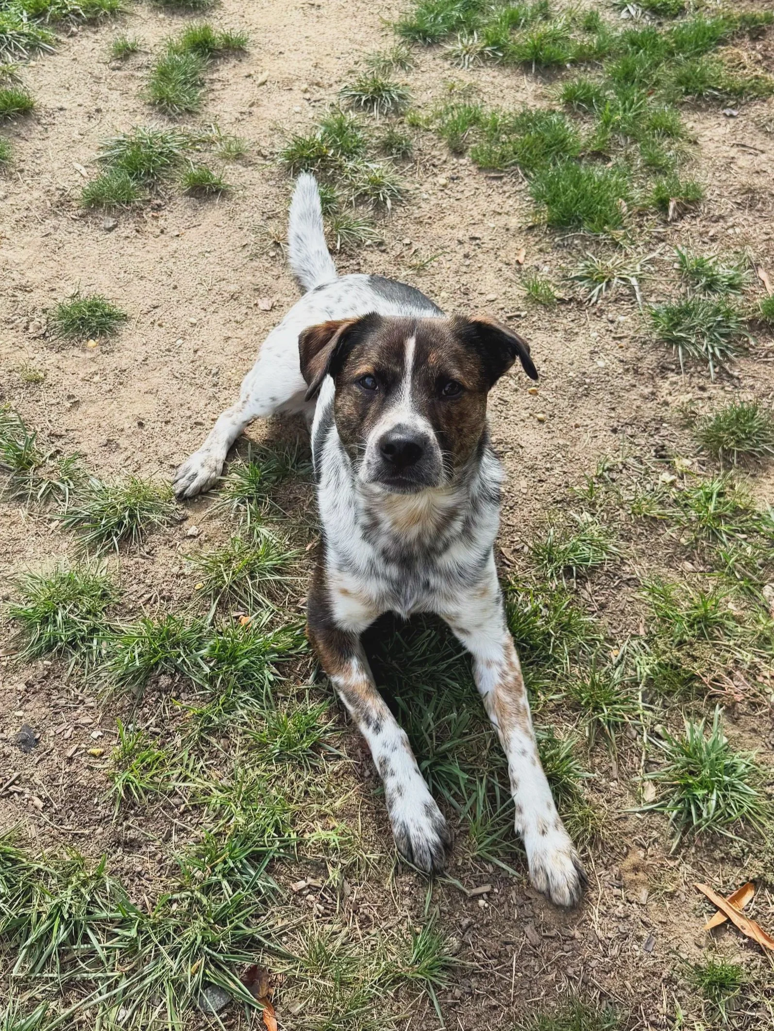 A mixed breed dog with black and white and brown fur lying on sandy ground with patches of green grass.