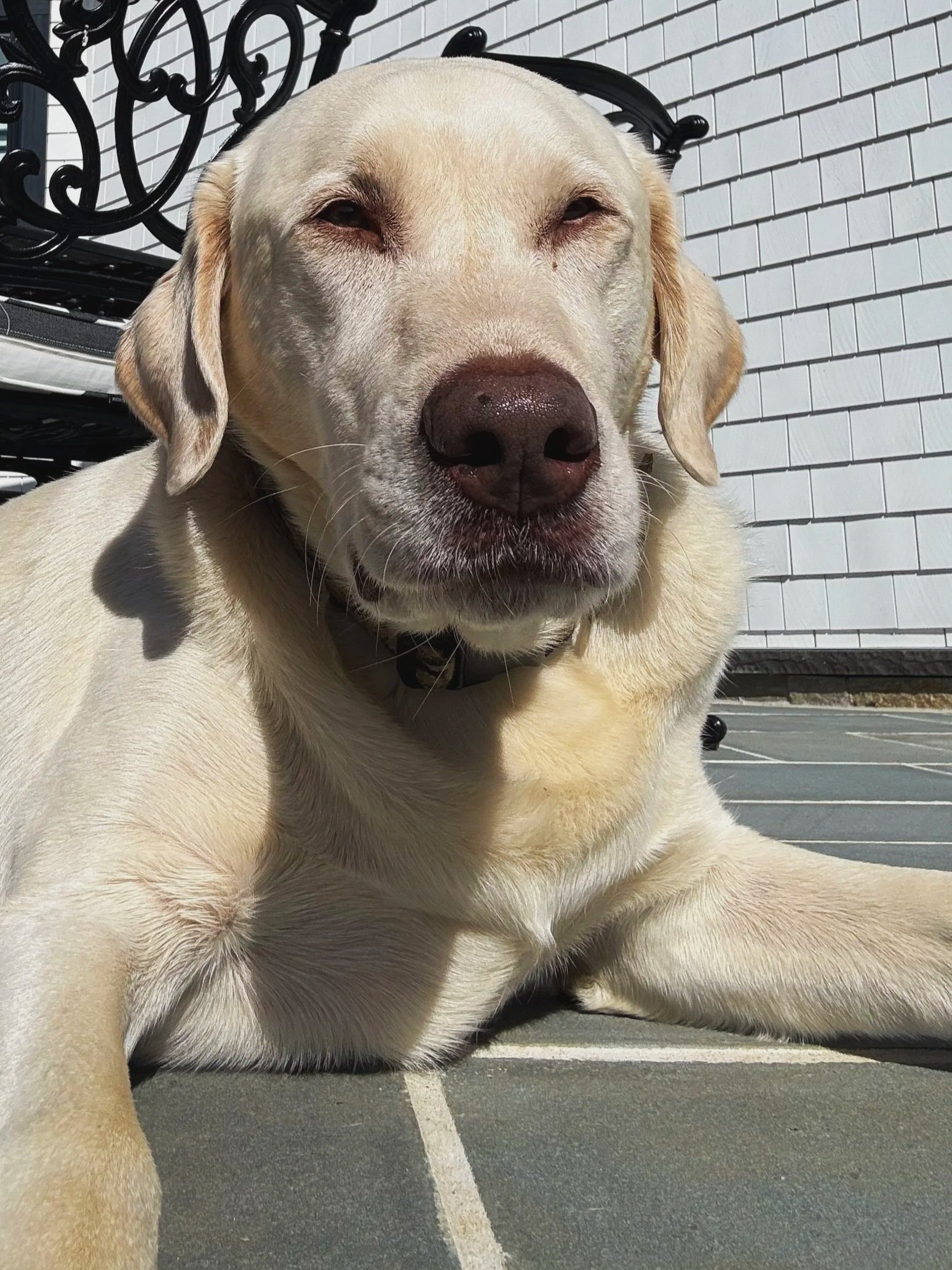 A close-up of a relaxed yellow Labrador Retriever lying on a tiled patio with white brick wall and black wrought iron furniture in the background.