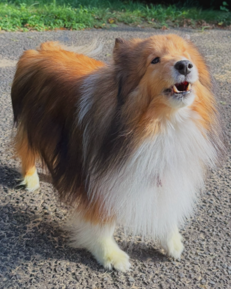 A fluffy collie dog standing on a gravel path outdoors, with trees and grass in the background.