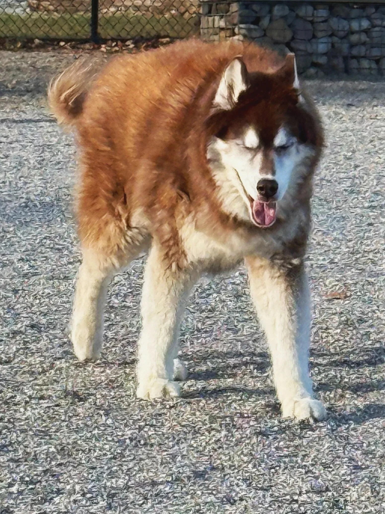 A Husky dog with brown and white fur, standing on gravel with its eyes closed and mouth open.