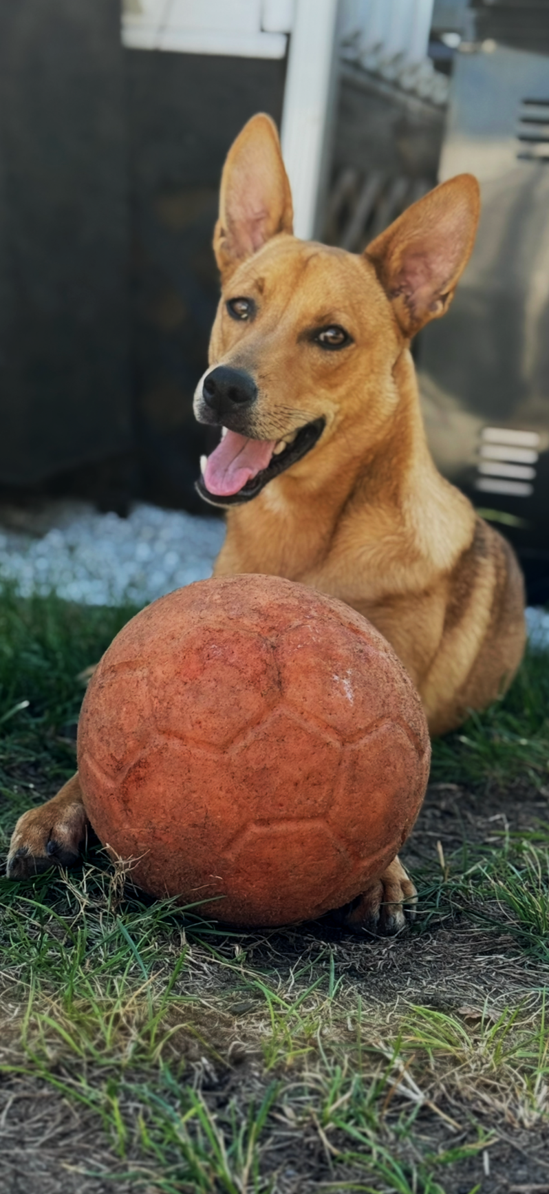 A happy medium-sized dog with large ears, tan fur, and a black nose, sitting outdoors on grass with a red soccer ball in front of it.