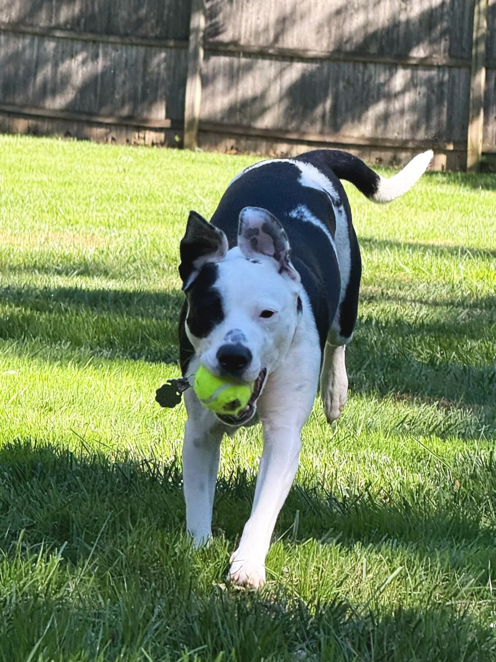 A black and white dog running in a grassy backyard, holding a yellow tennis ball in its mouth.