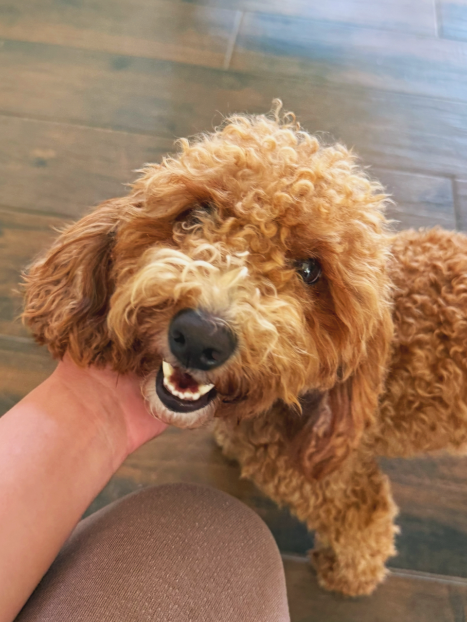 Close-up of a happy curly-haired brown dog with one eye winking, being petted on the chin.
