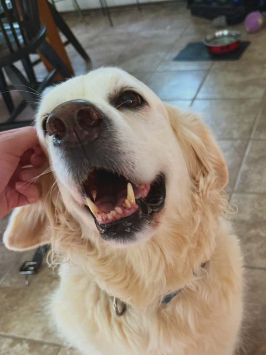 Golden retriever dog being petted, with its mouth open and tongue slightly visible, indoors on a tiled floor.
